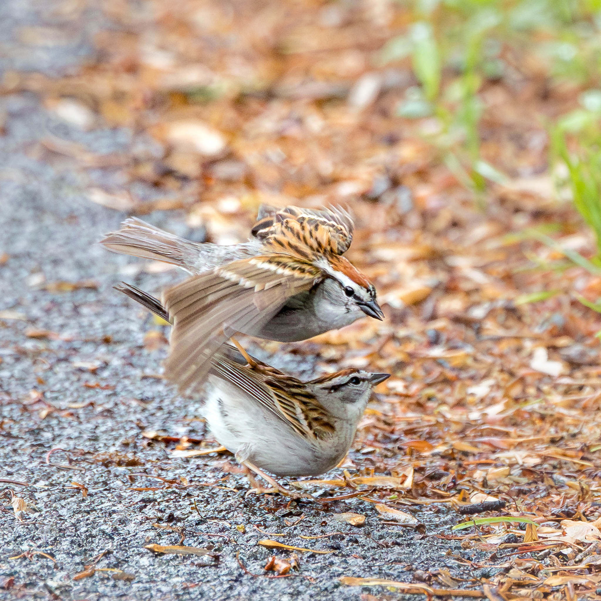 Chipping Sparrow