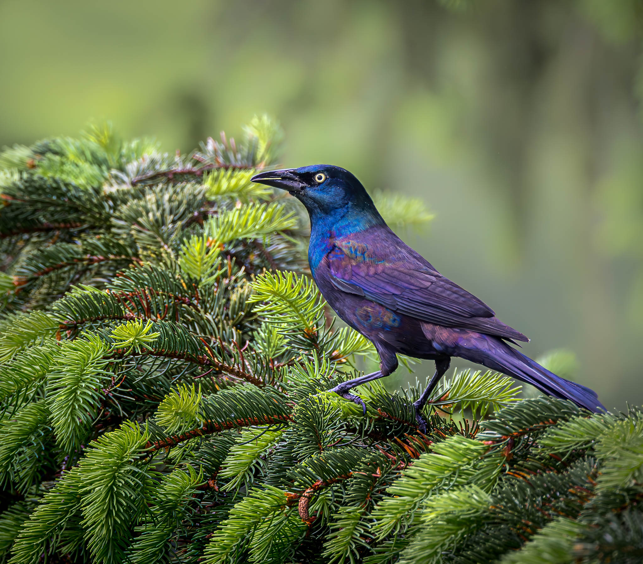 Common Grackle