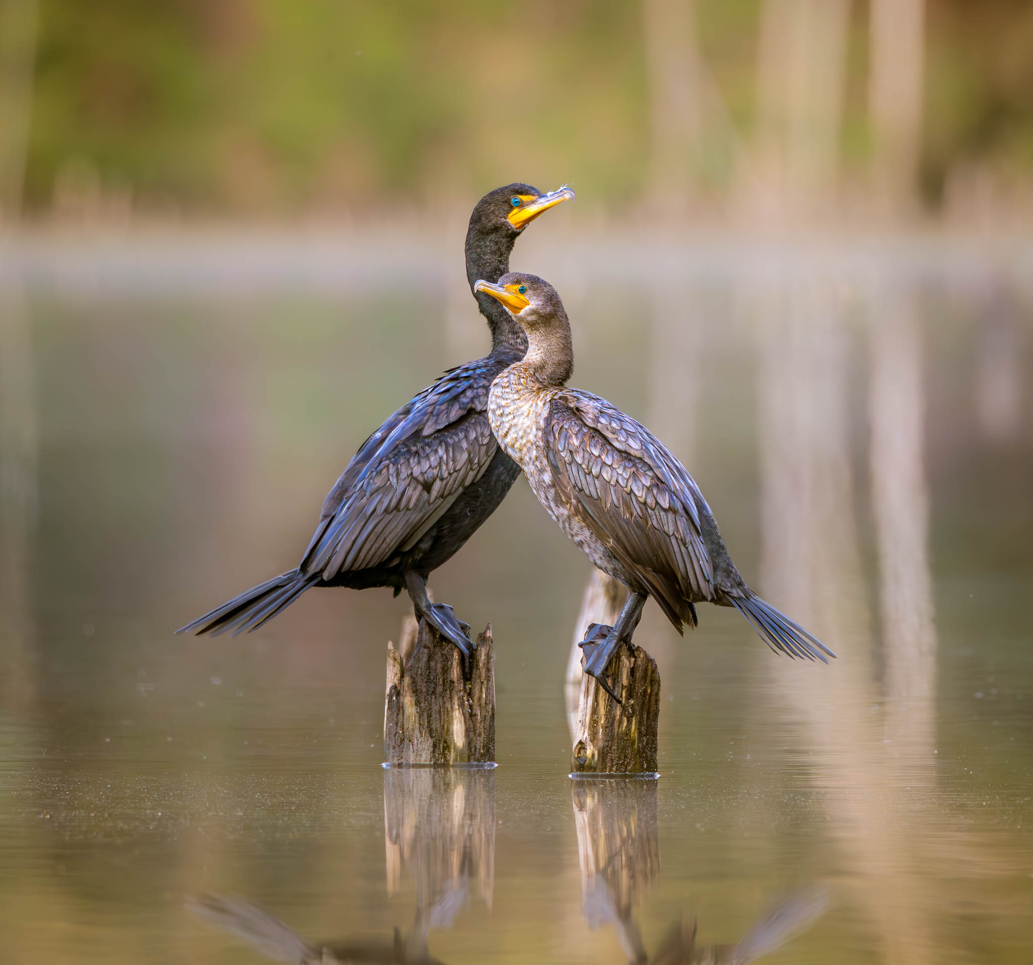 Double-crested Cormorant