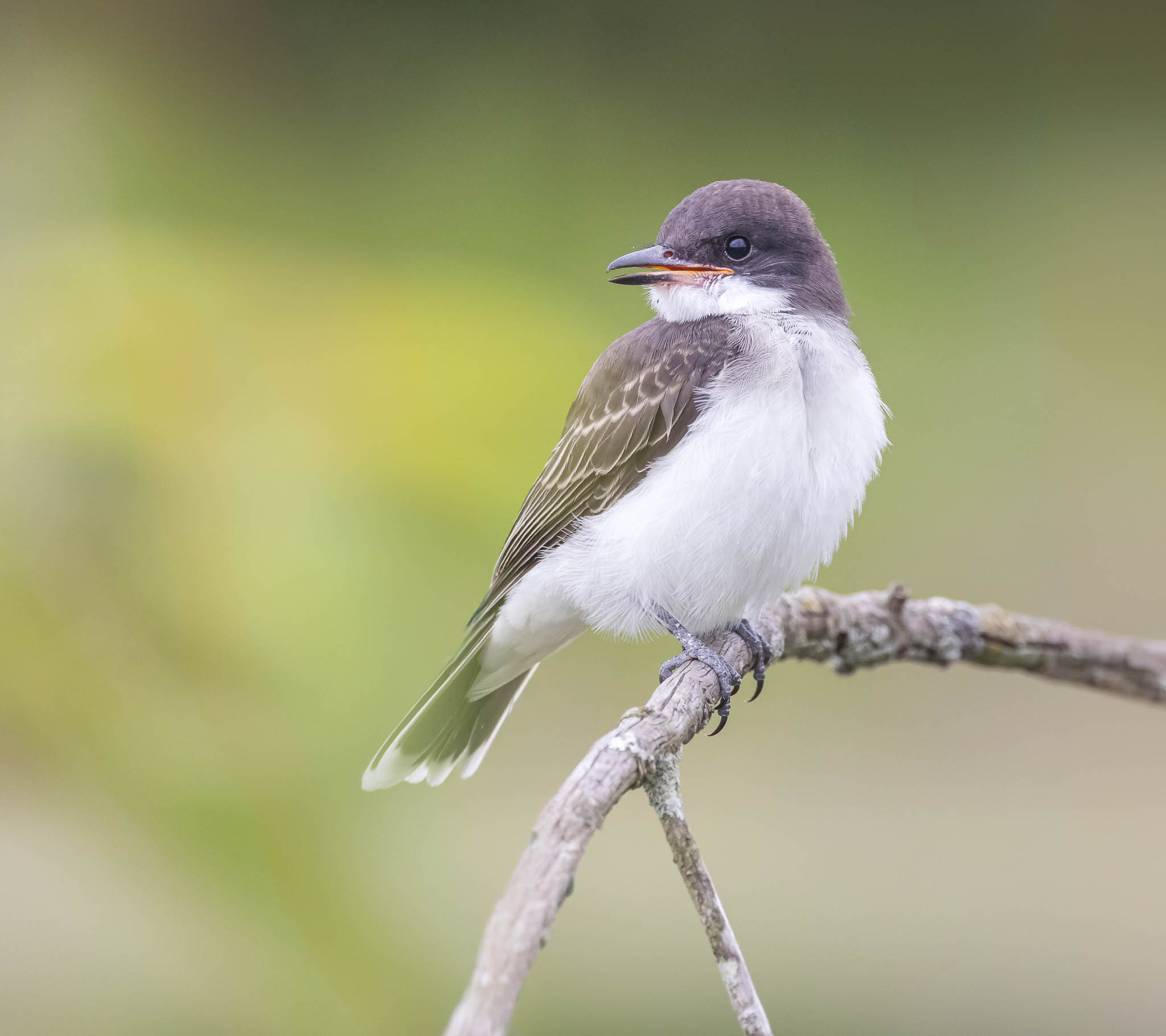 Eastern Kingbird