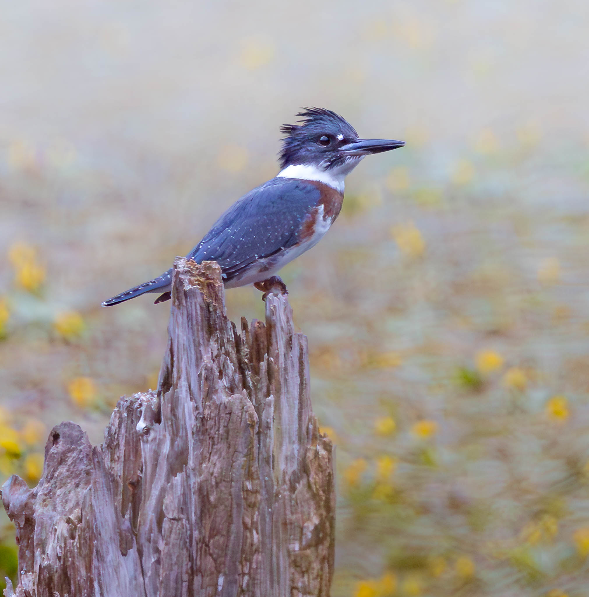 Female Belted Kingfisher