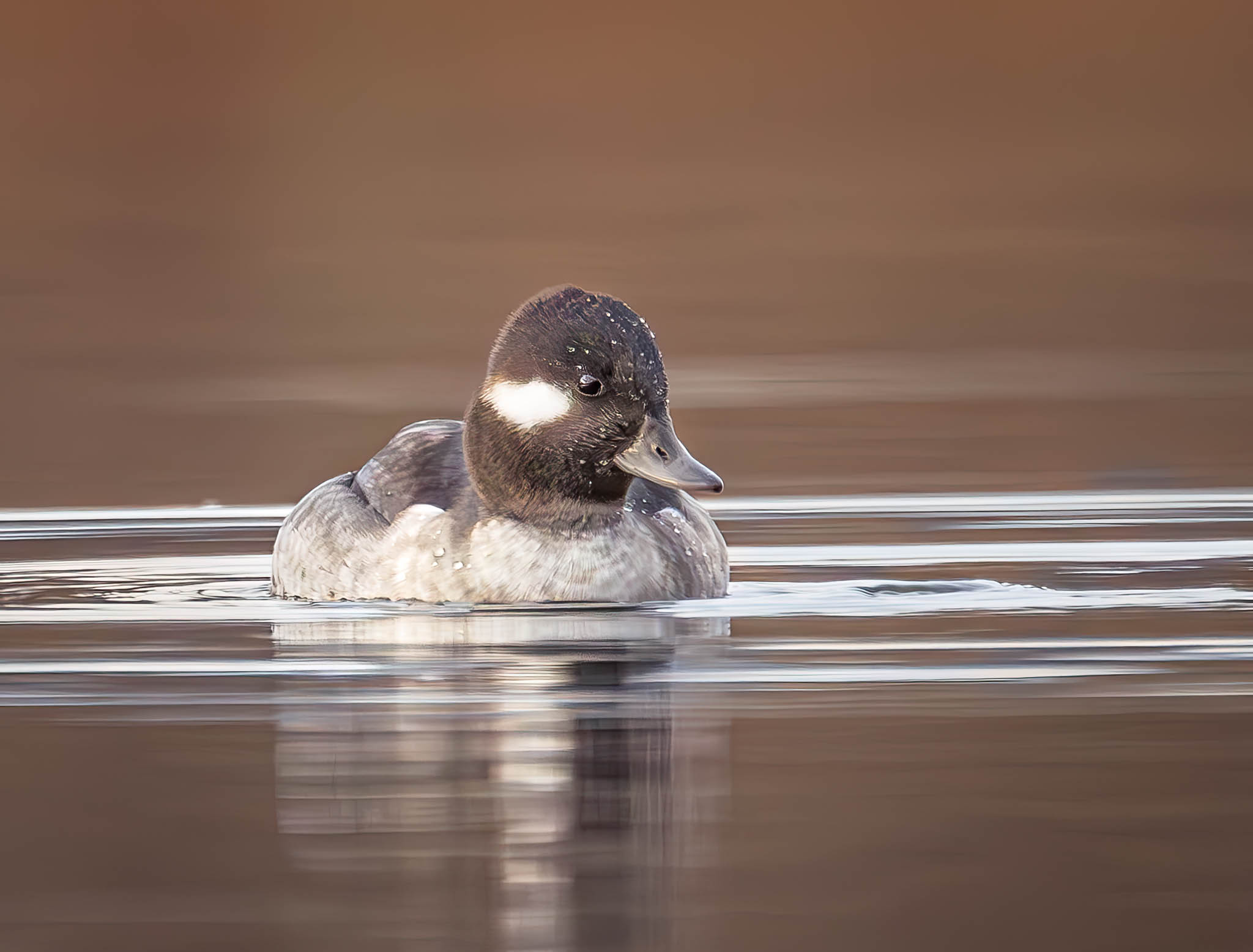 Female Bufflehead