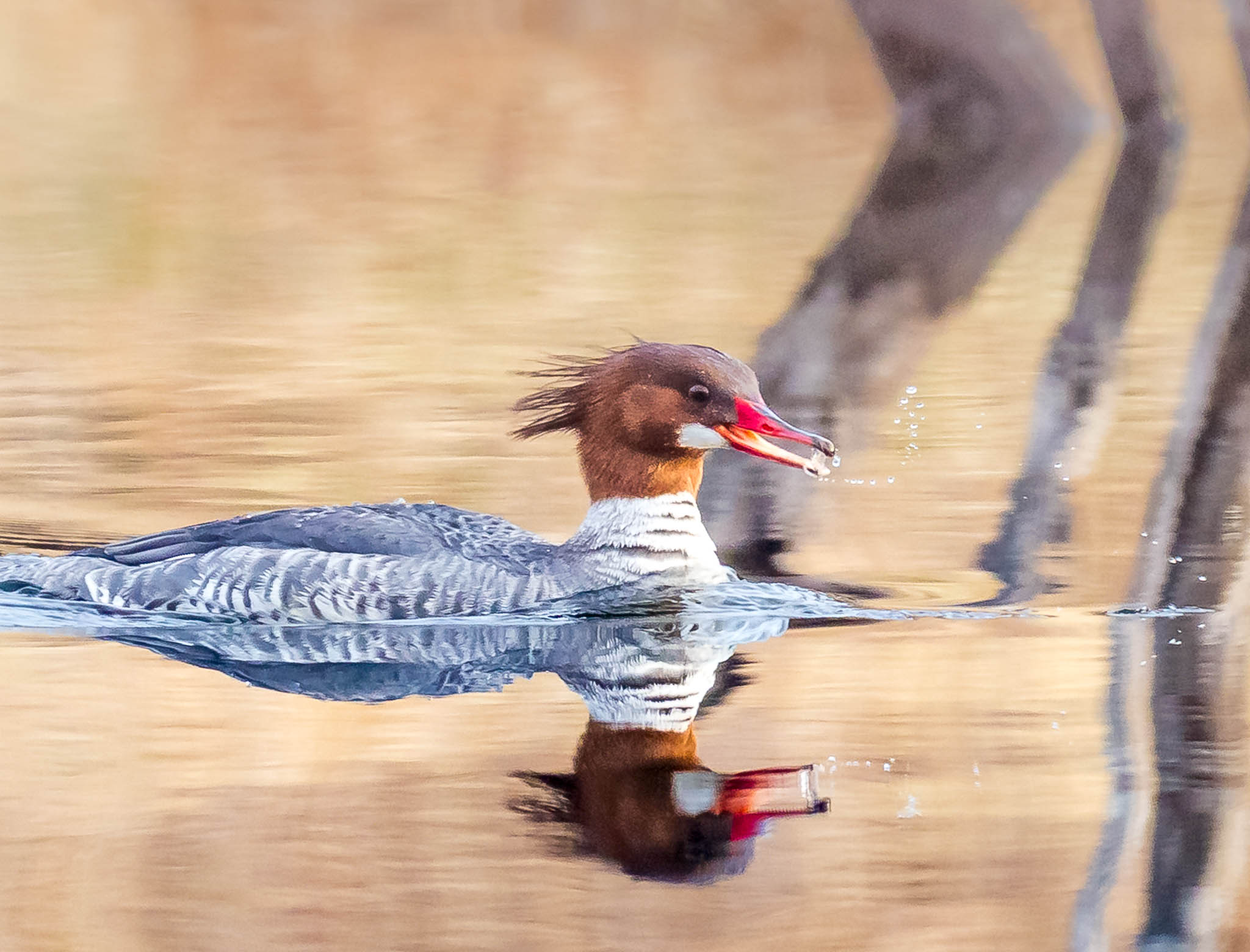 Female Common Merganser
