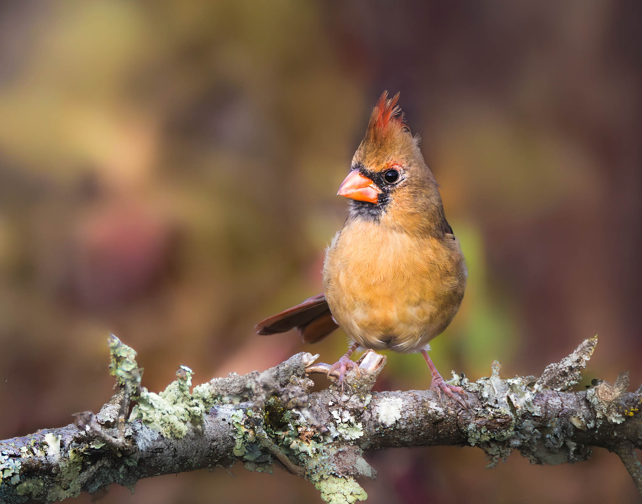 Female Northern Cardinal