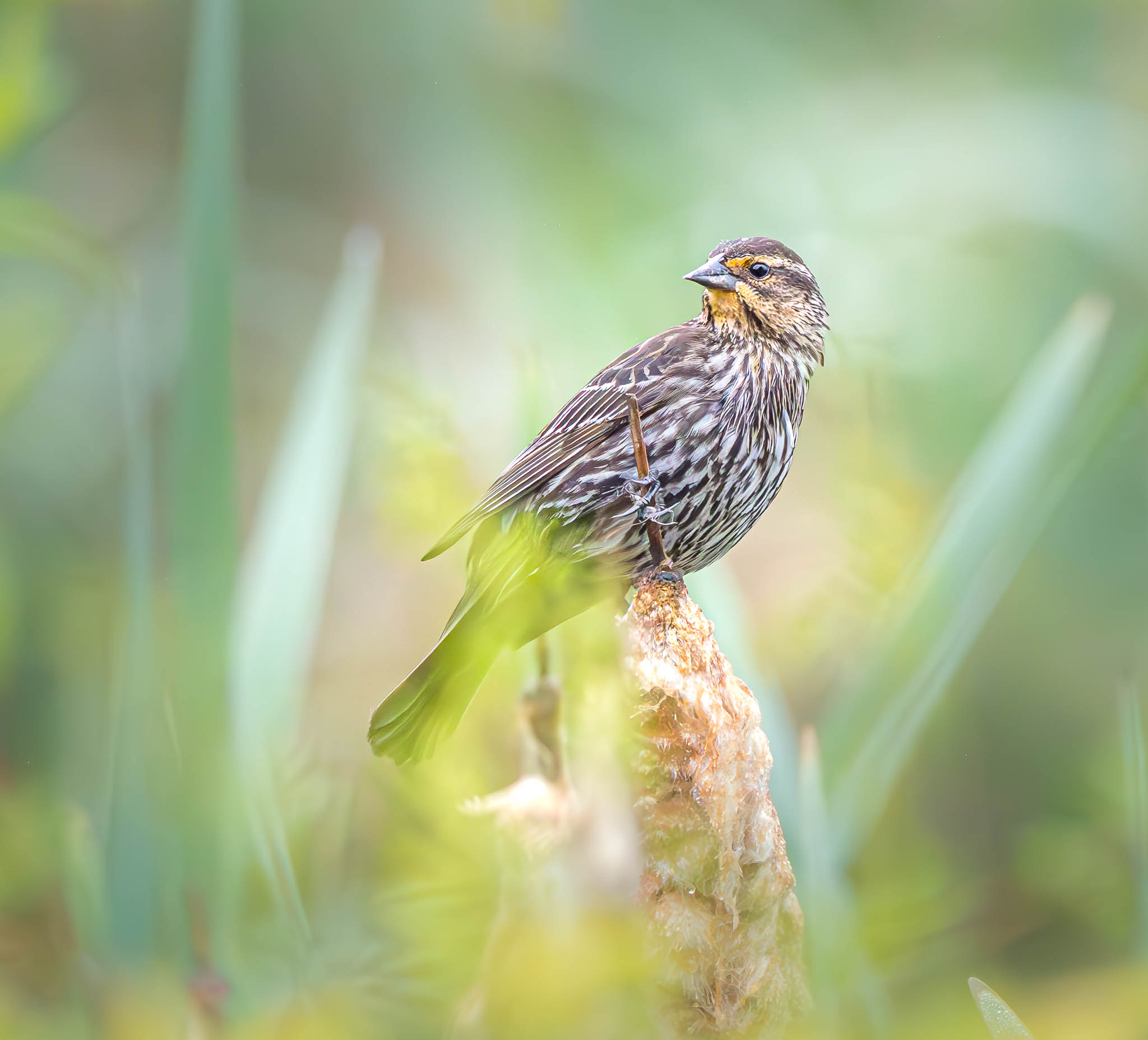 Female Red-winged Blackbird