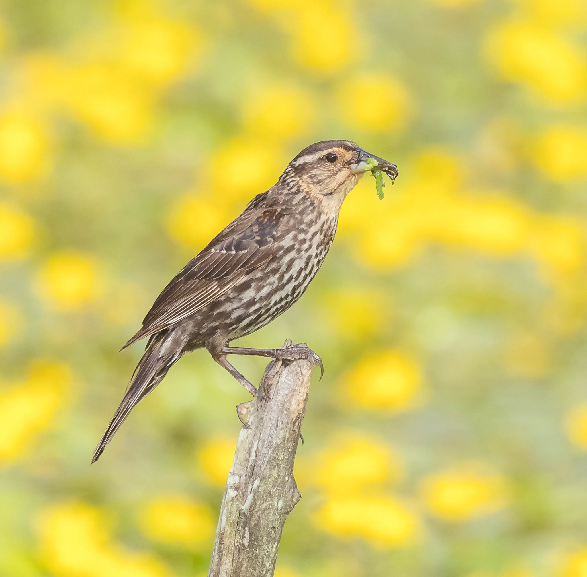 Female Red-winged Blackbird