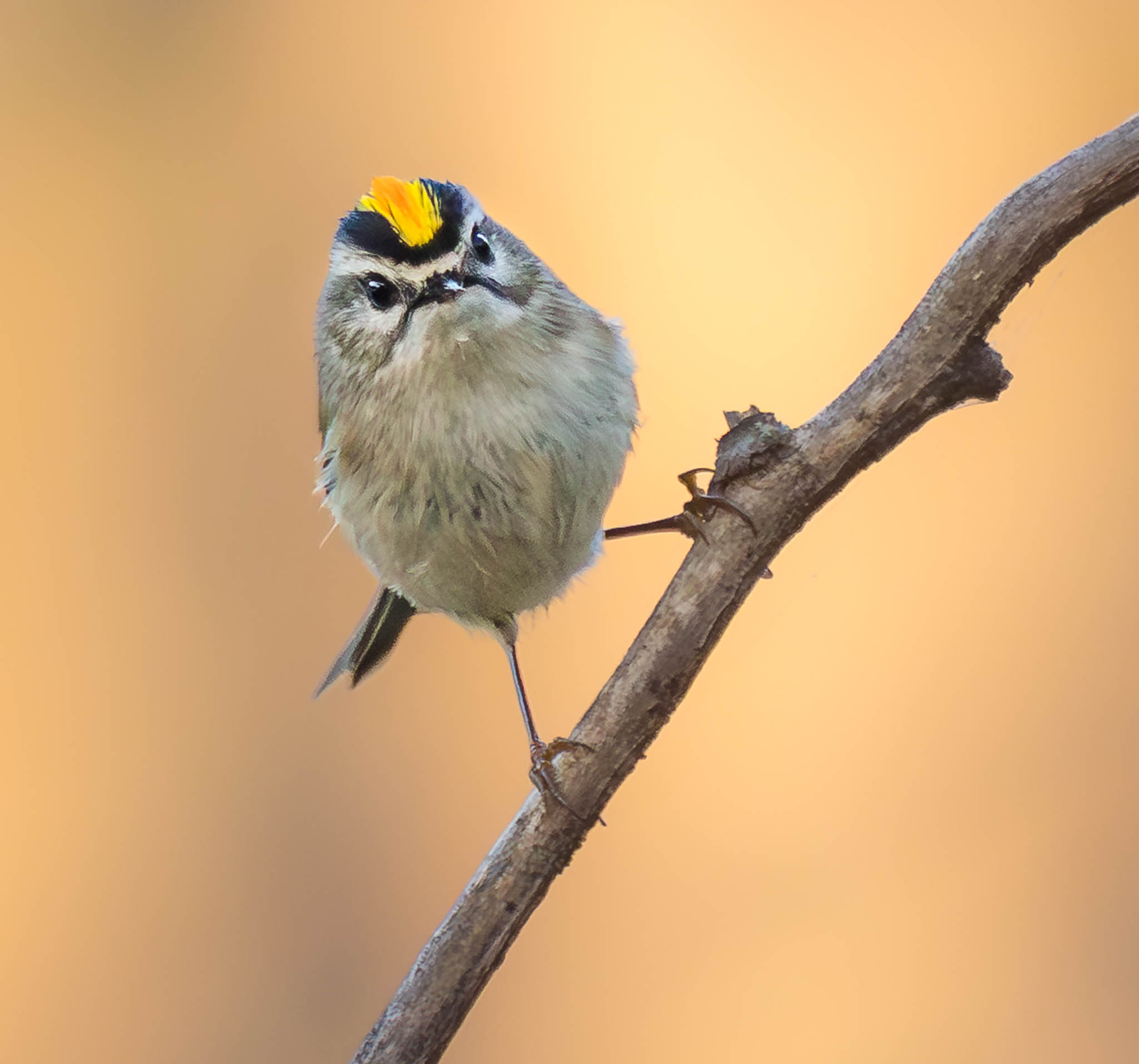 Golden-crowned Kinglet