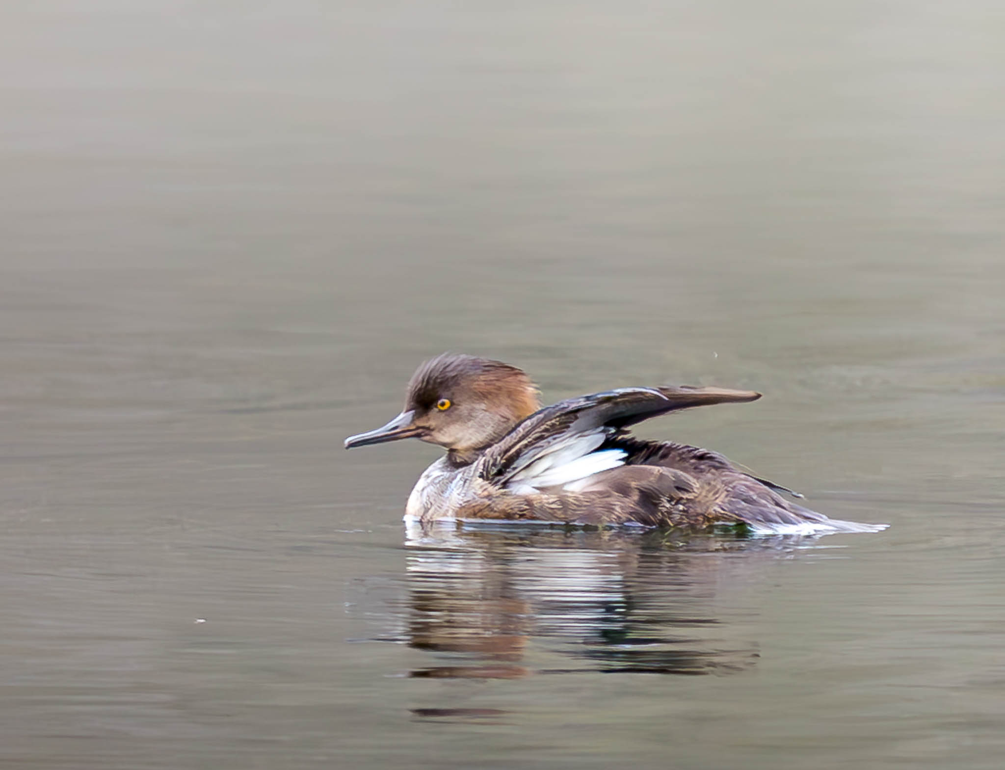 Hooded Merganser