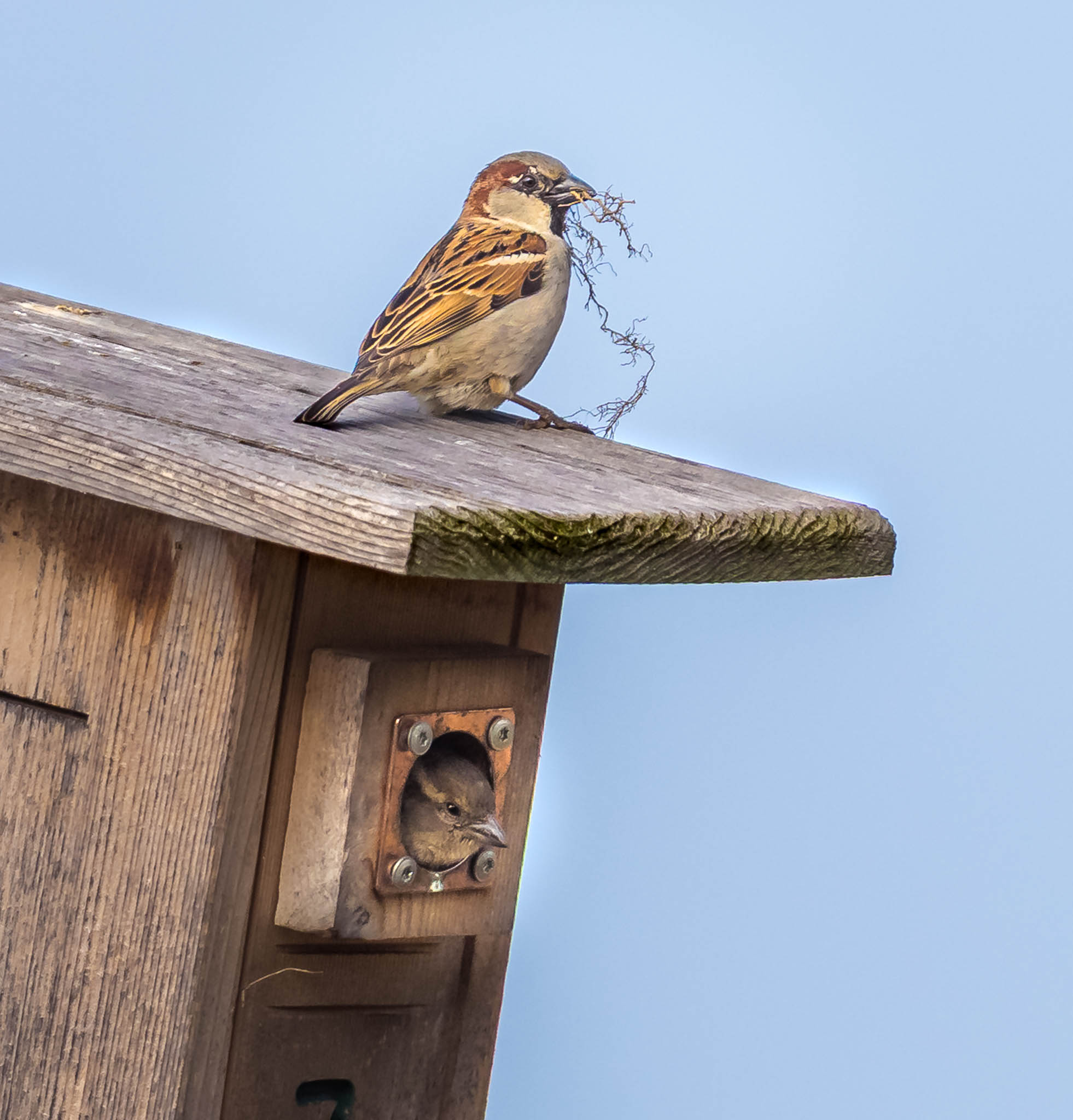 House Sparrow
