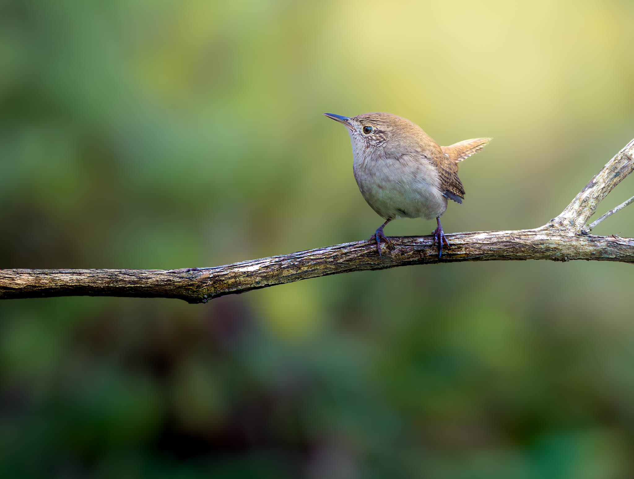 House Wren