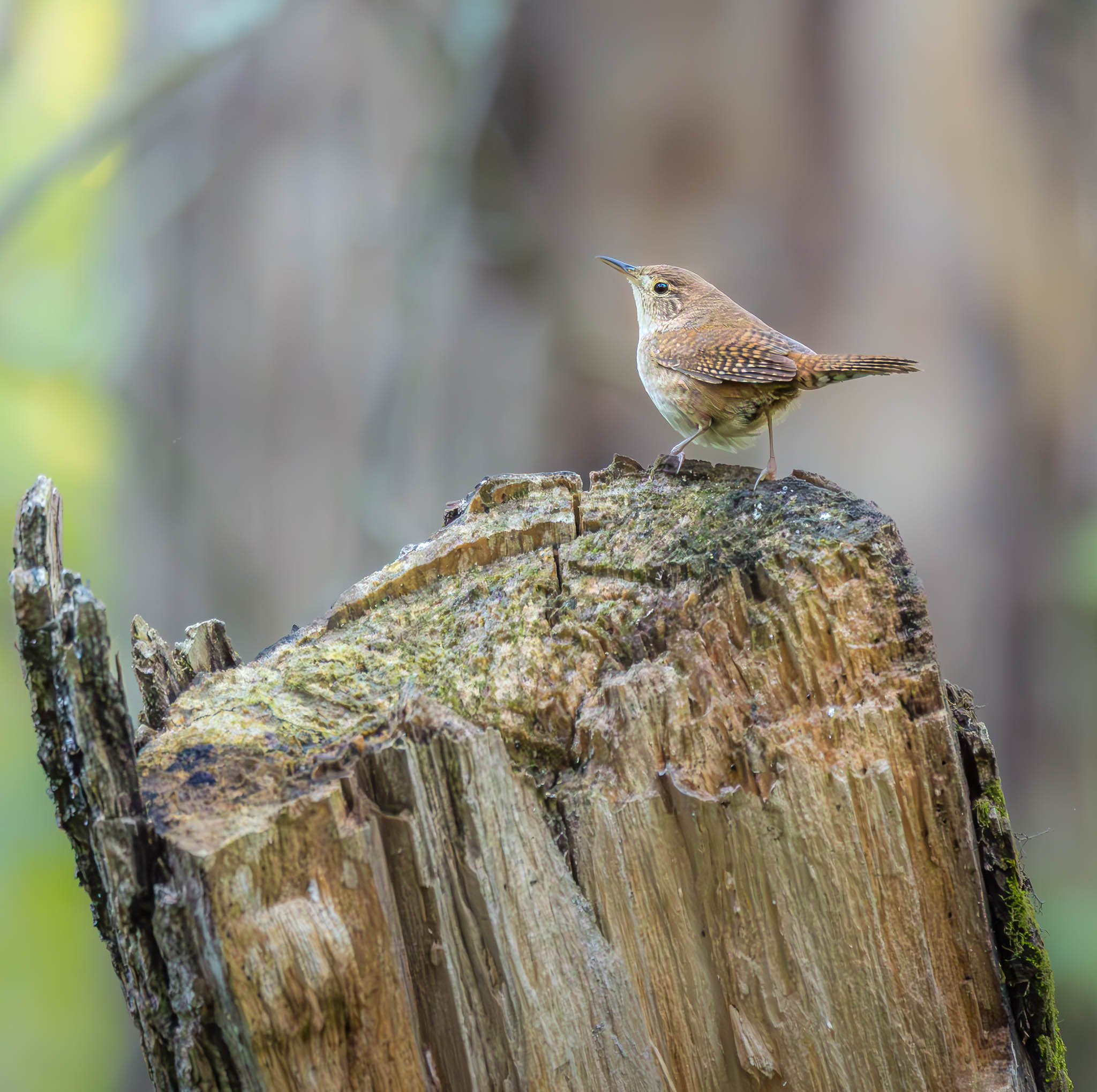 House Wren