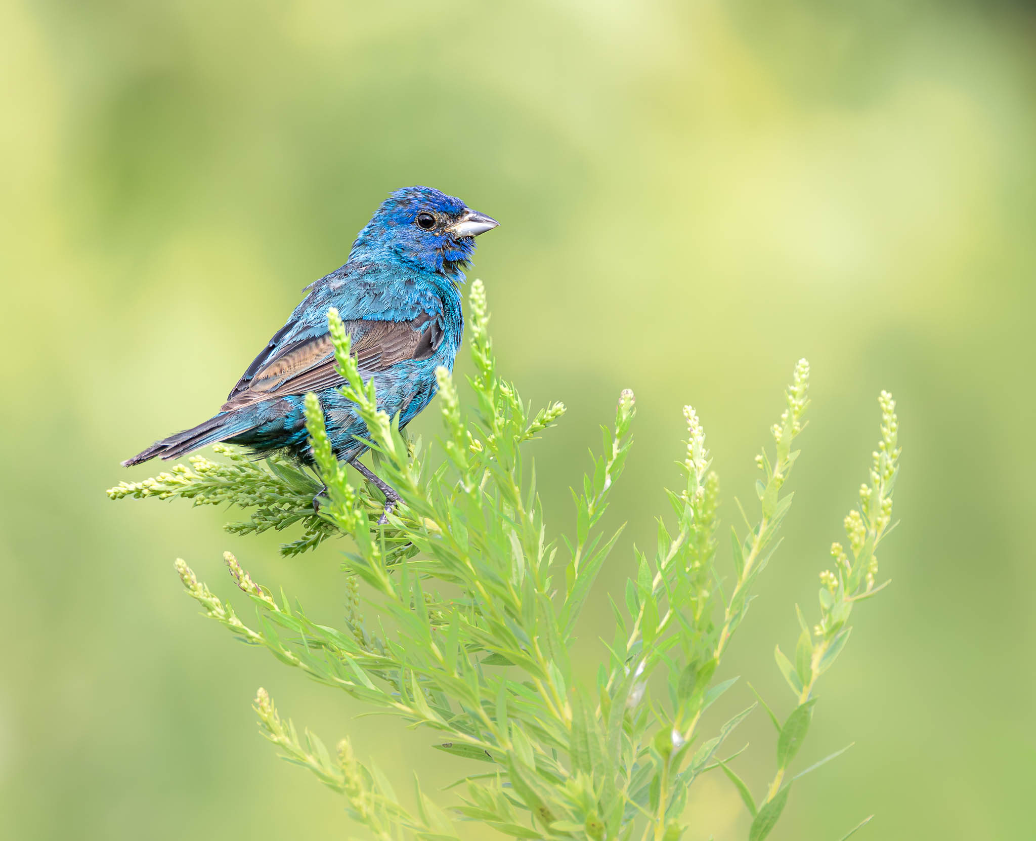 Indigo Bunting