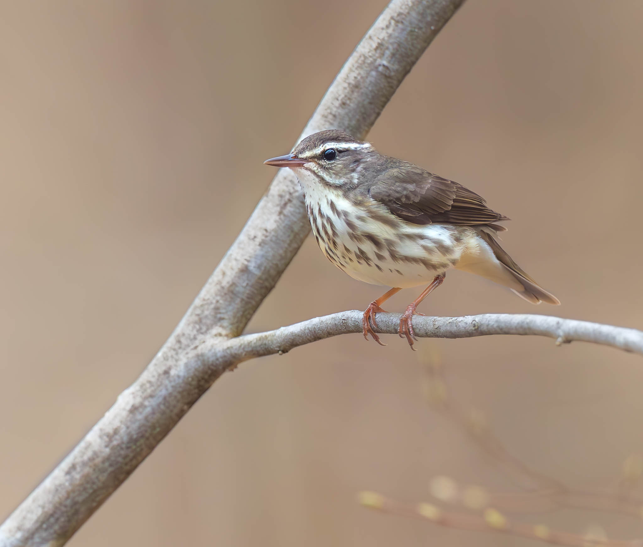 Louisiana Waterthrush