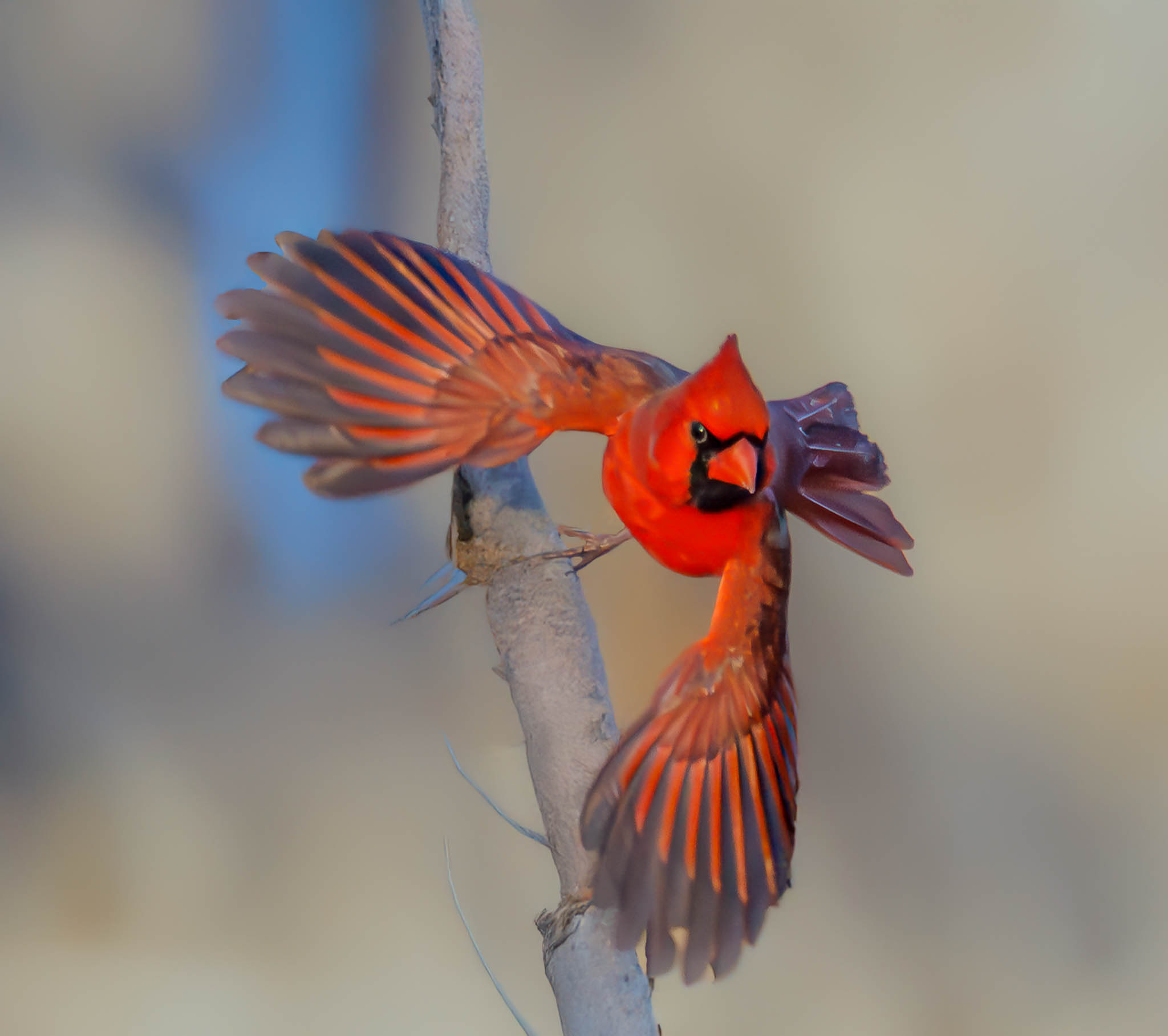 Male Northern Cardinal