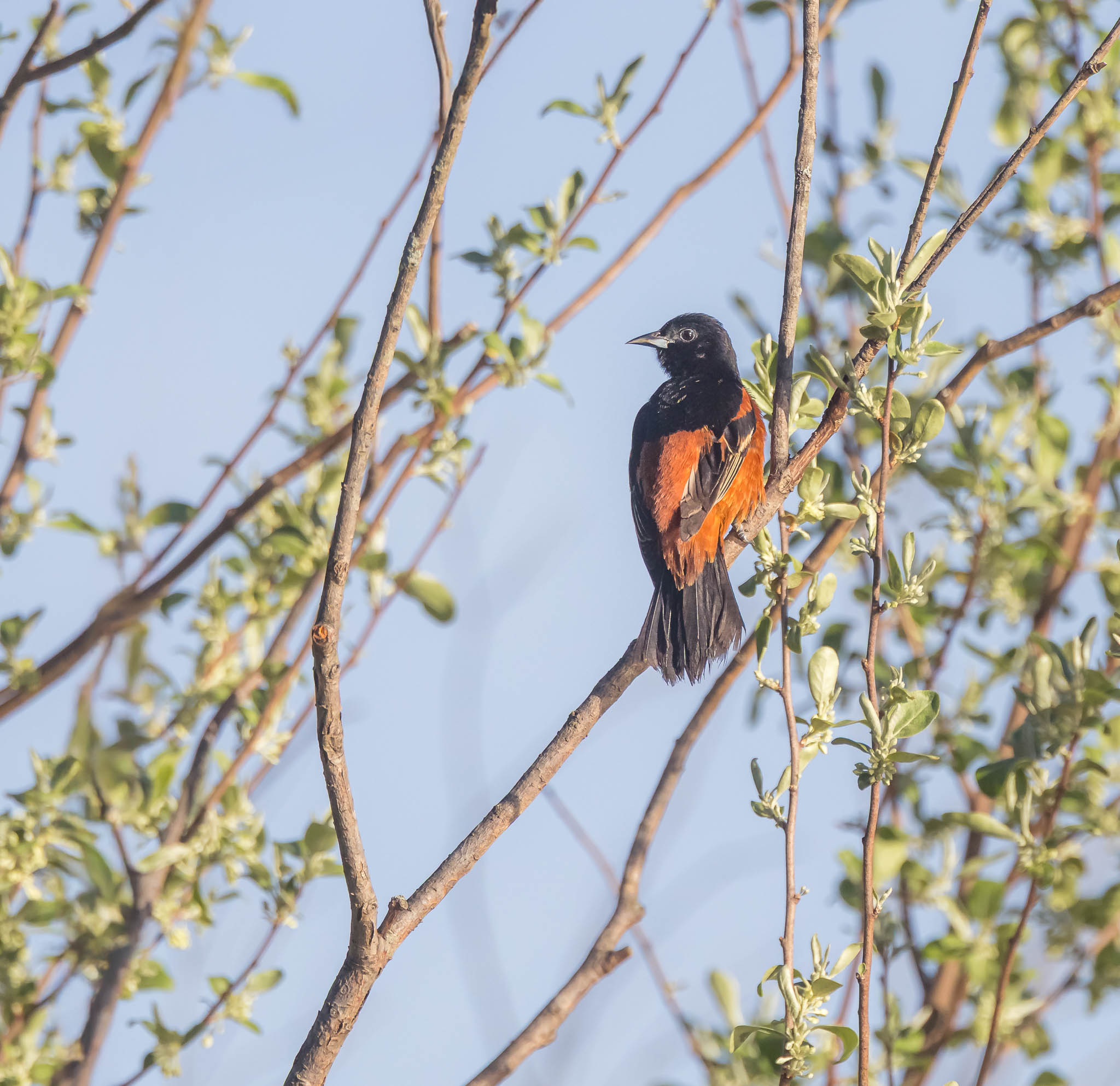 Male Orchard Oriole