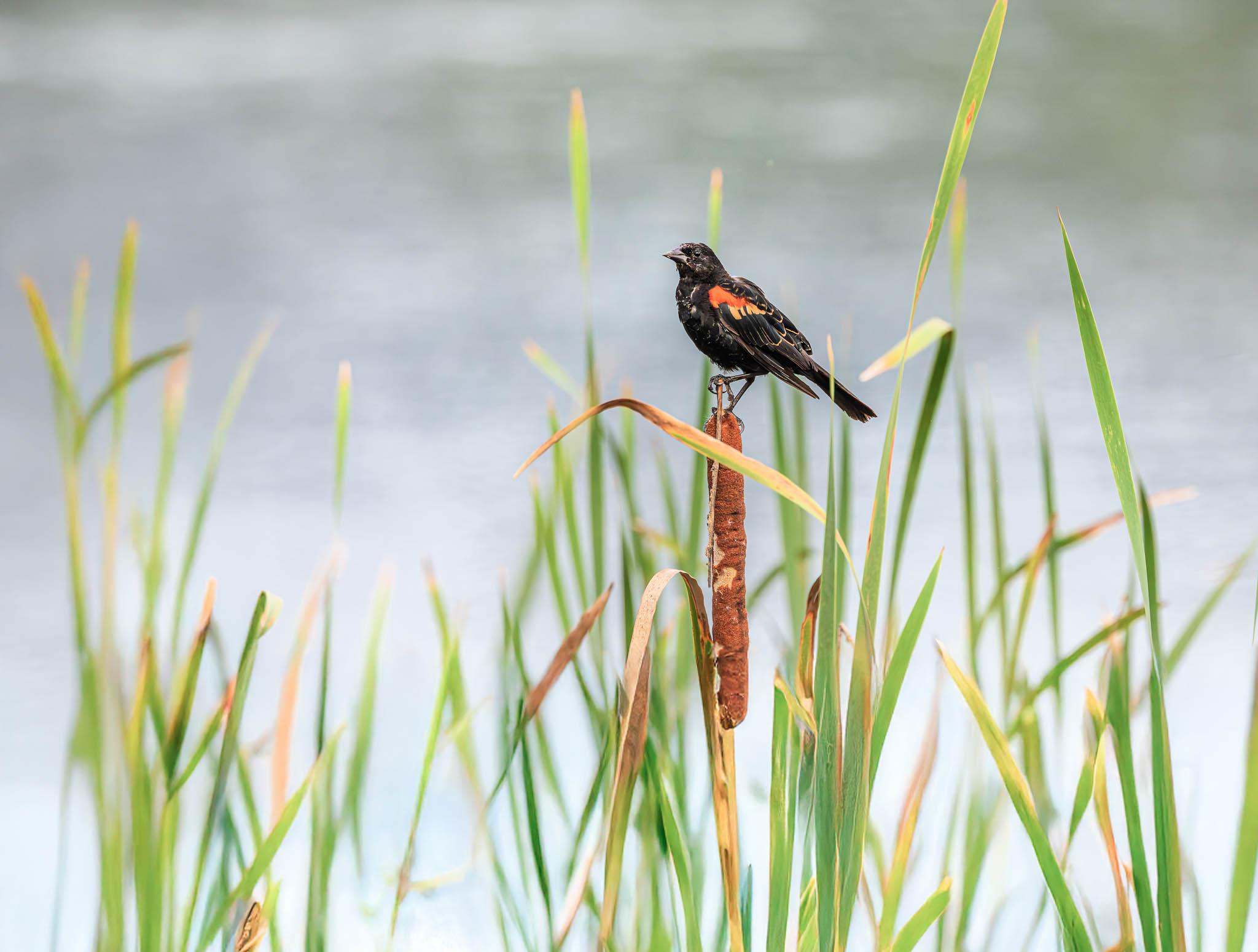 Male Red-winged Blackbird