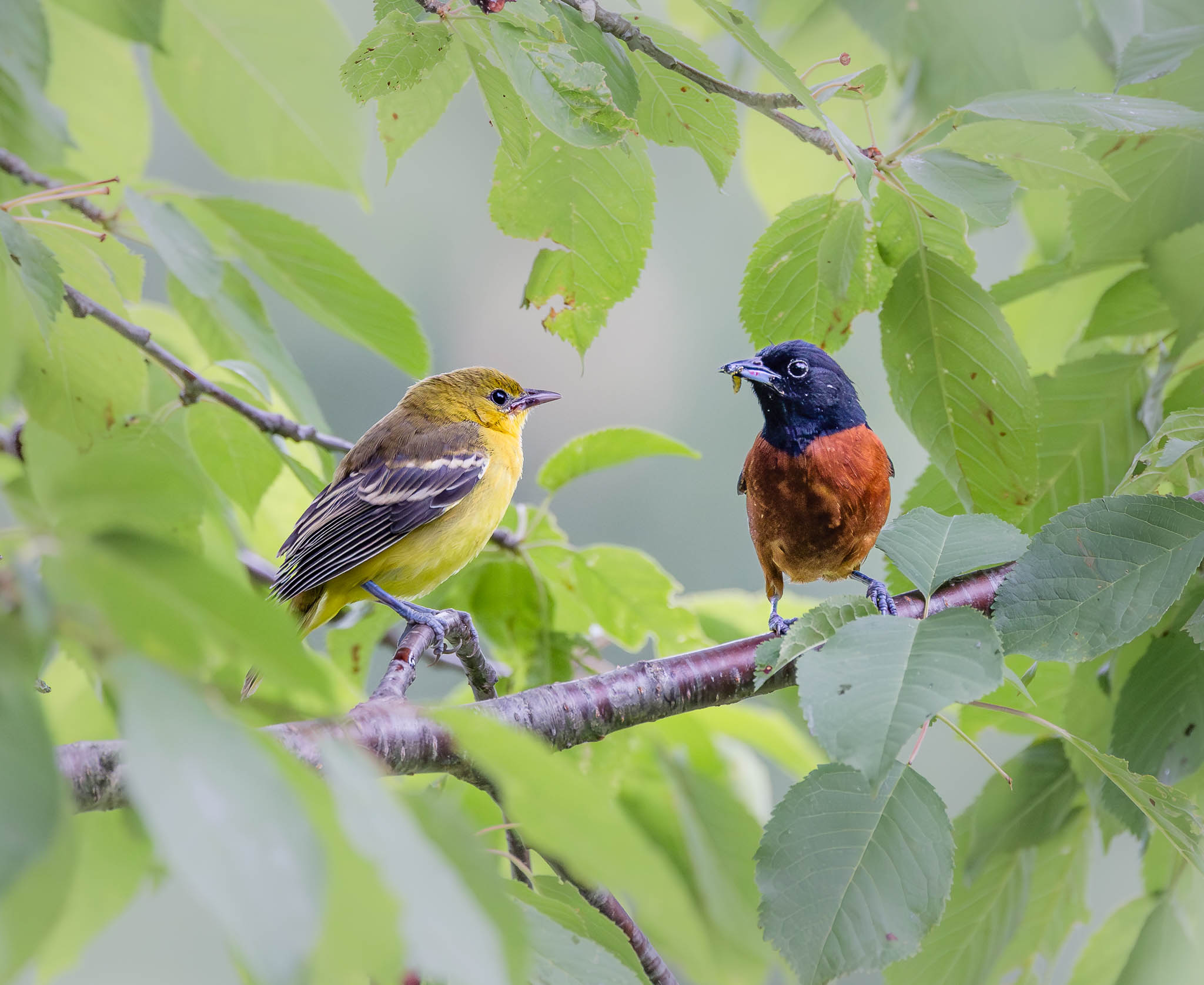 Orchard Orioles Male And Female