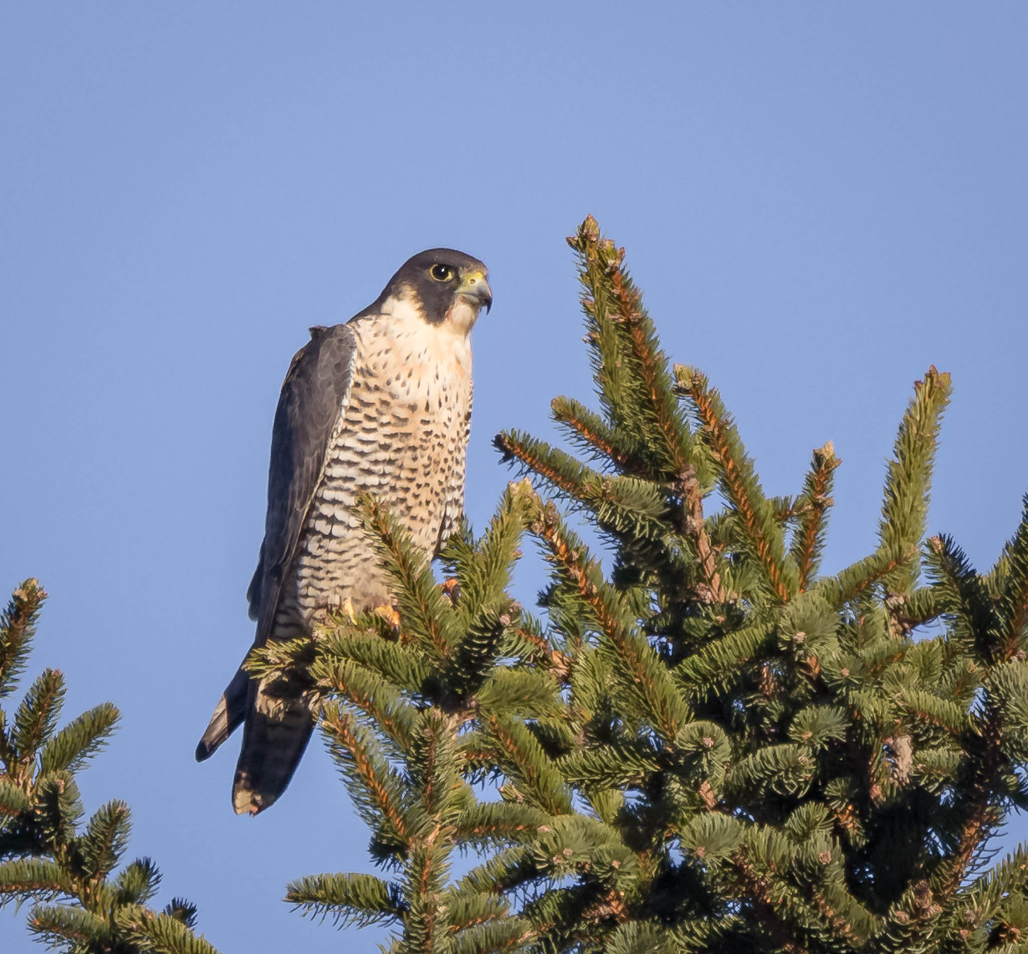 Peregrine Falcon