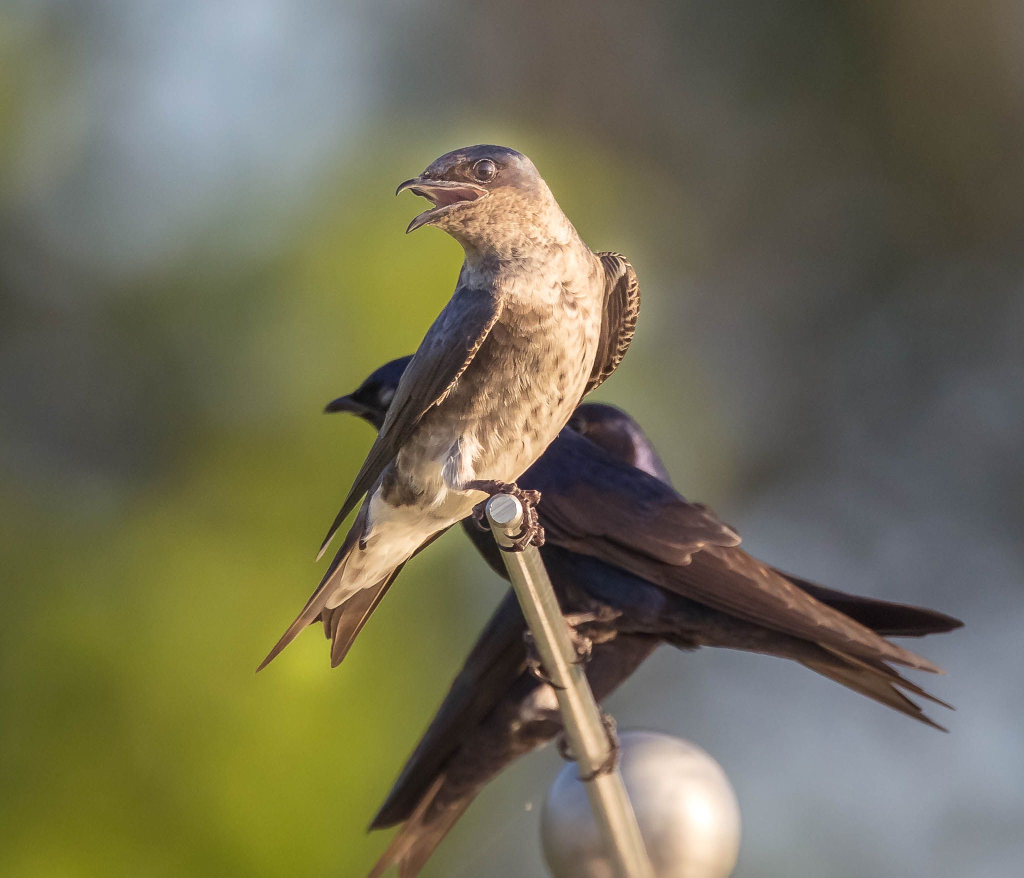 Purple Martin