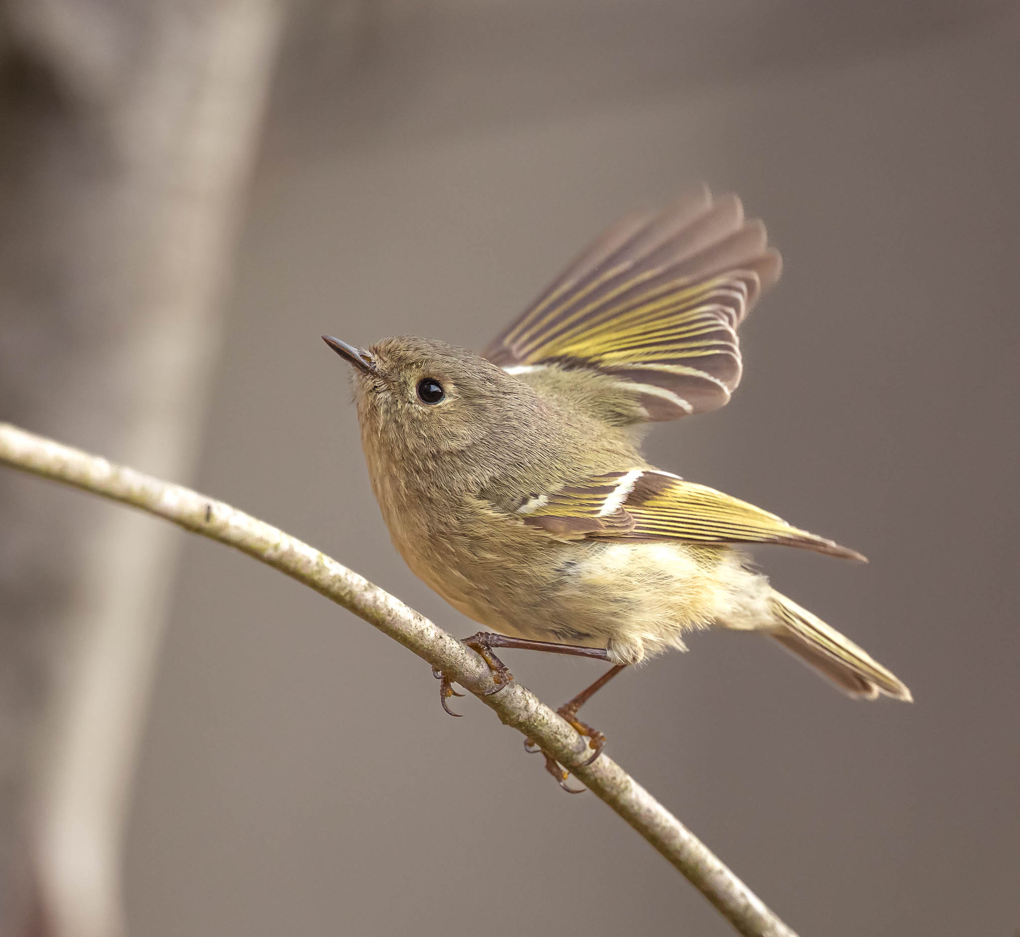 Ruby-crowned Kinglet