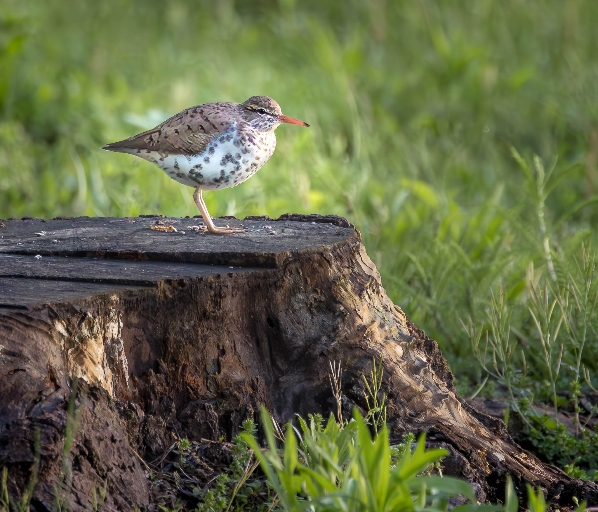 Spotted Sandpiper