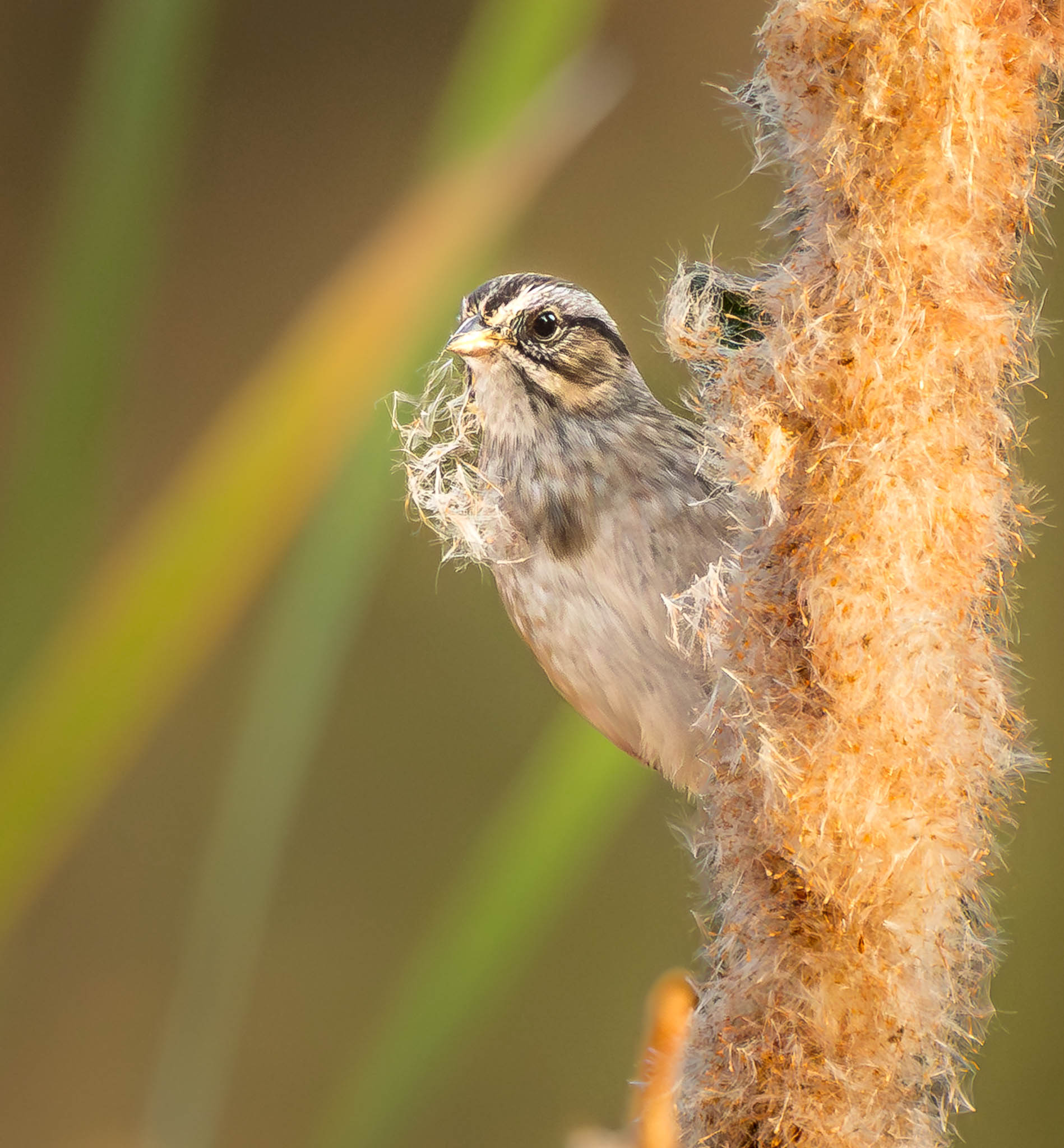 Swamp Sparrow