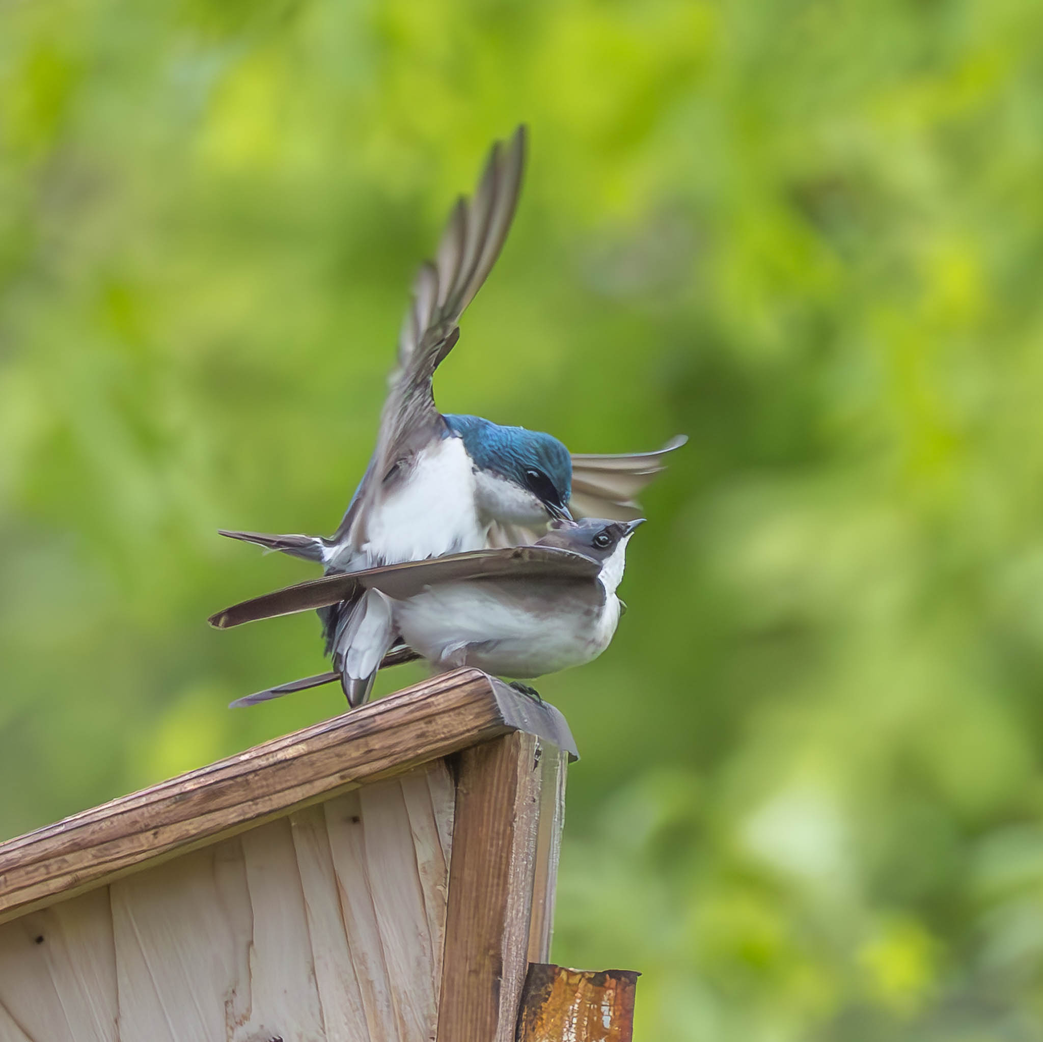 Tree Swallow