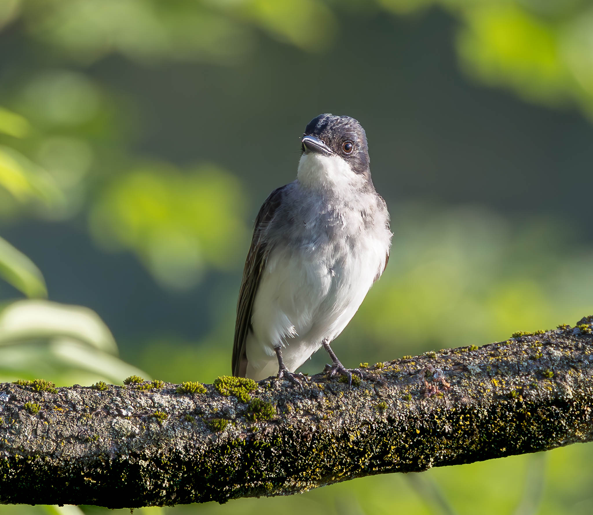 Tree Swallow