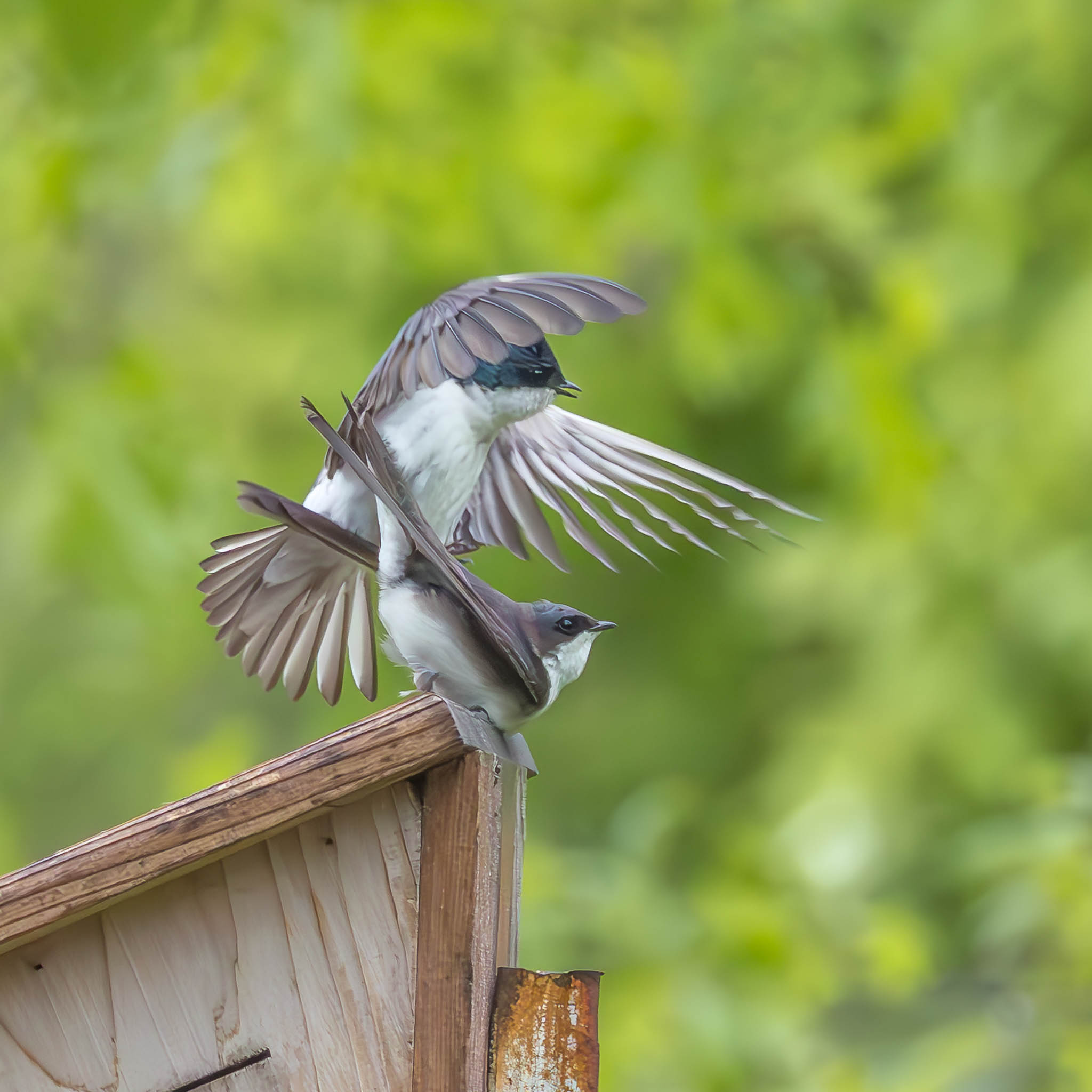 Tree Swallow