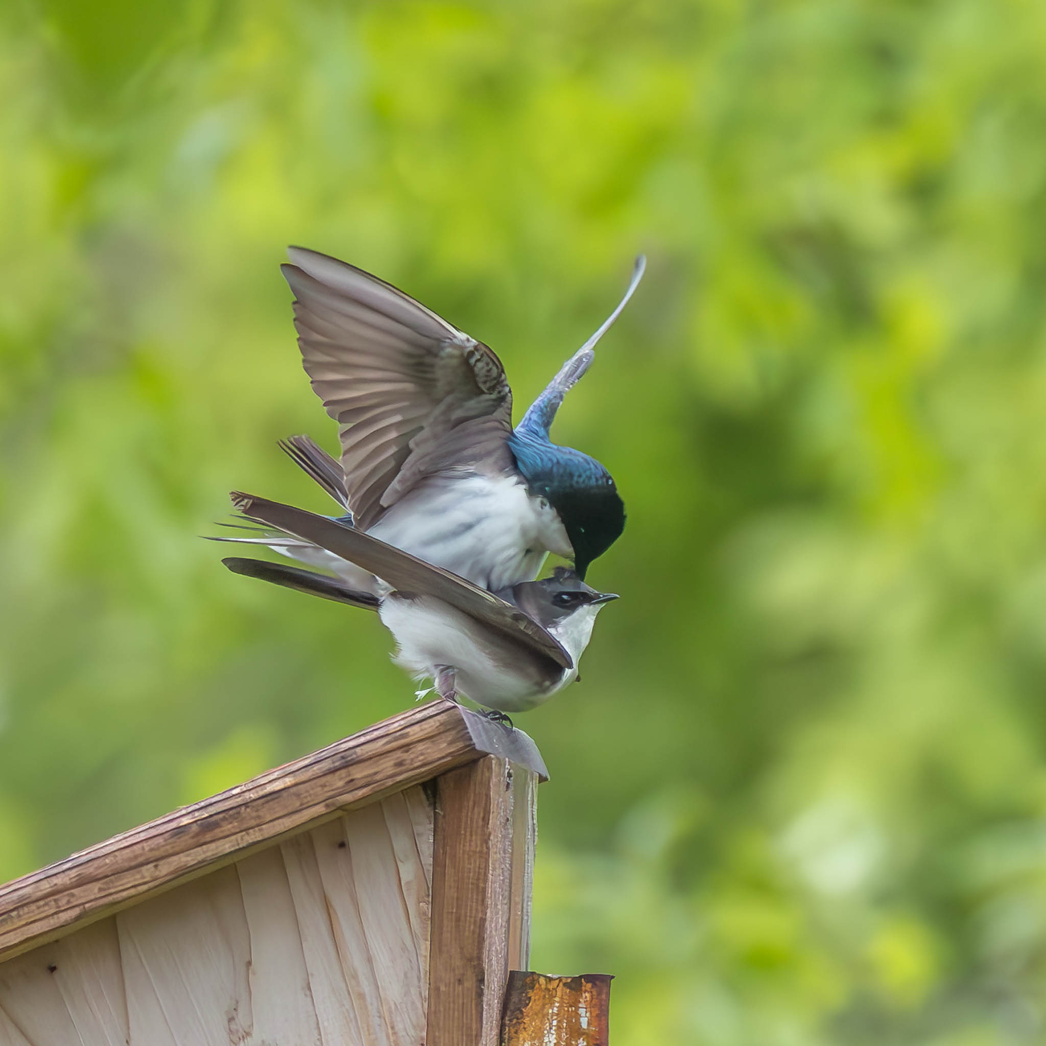 Tree Swallow