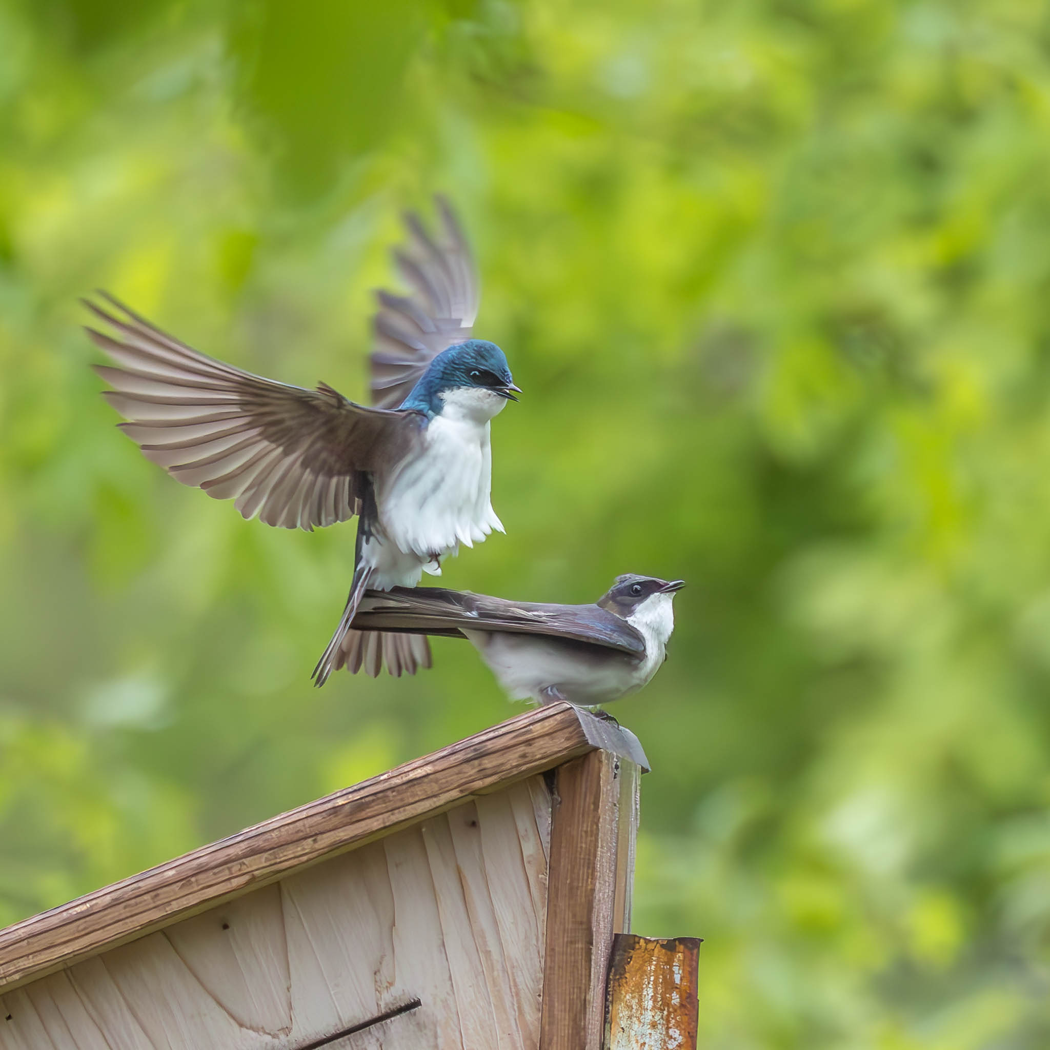 Tree Swallow