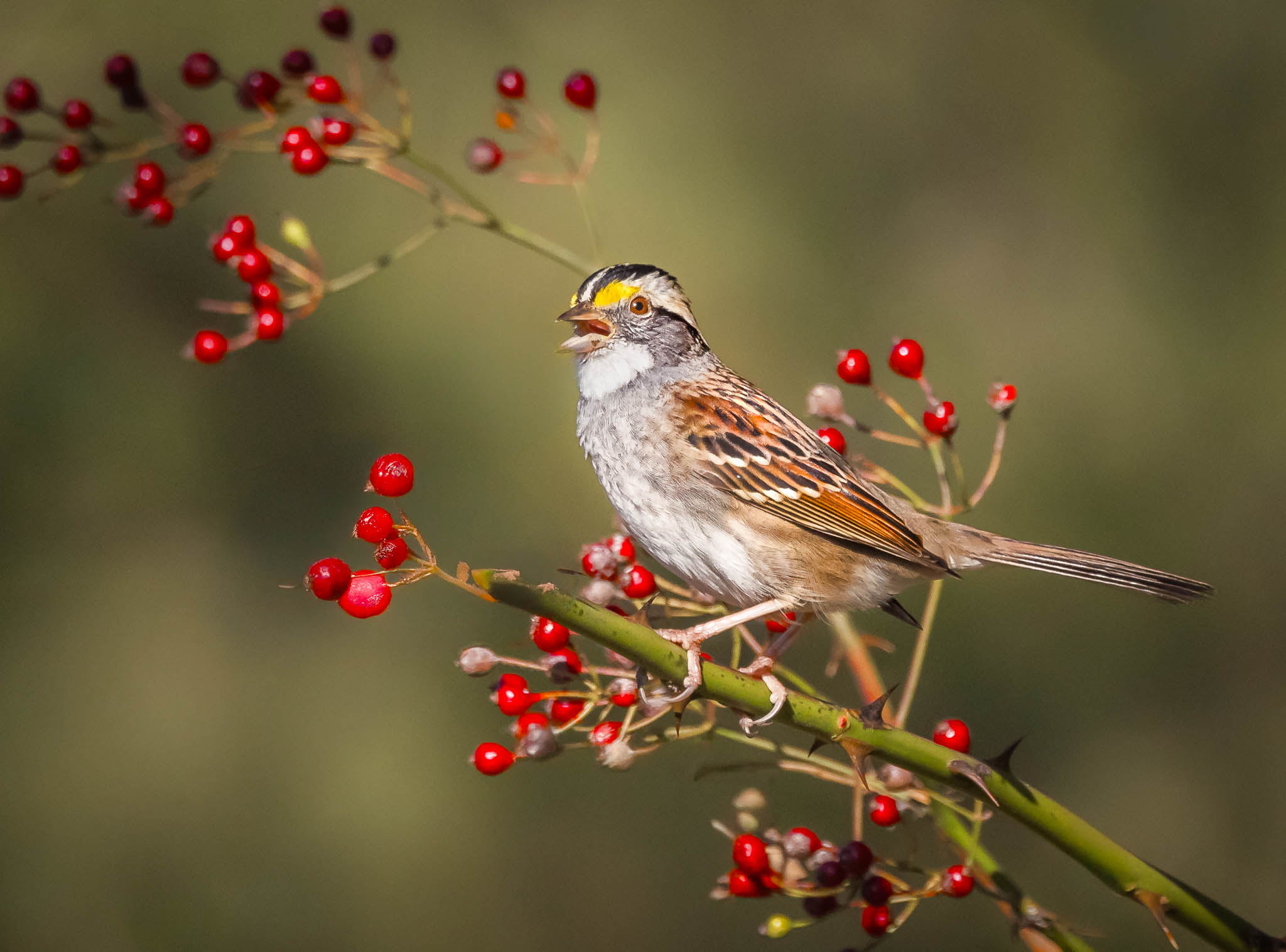 White-throated Sparrow