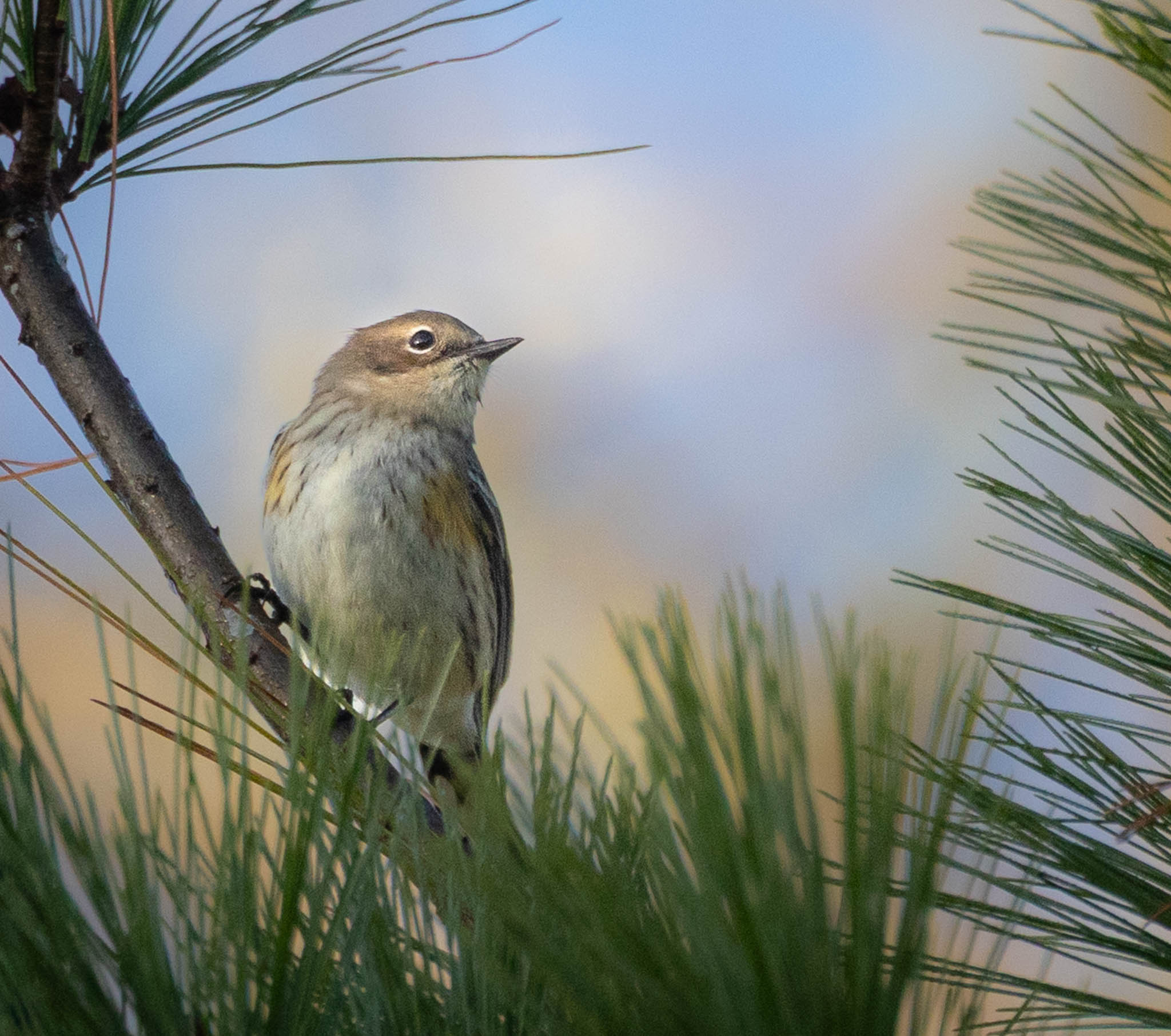 Yellow-rumped Warbler