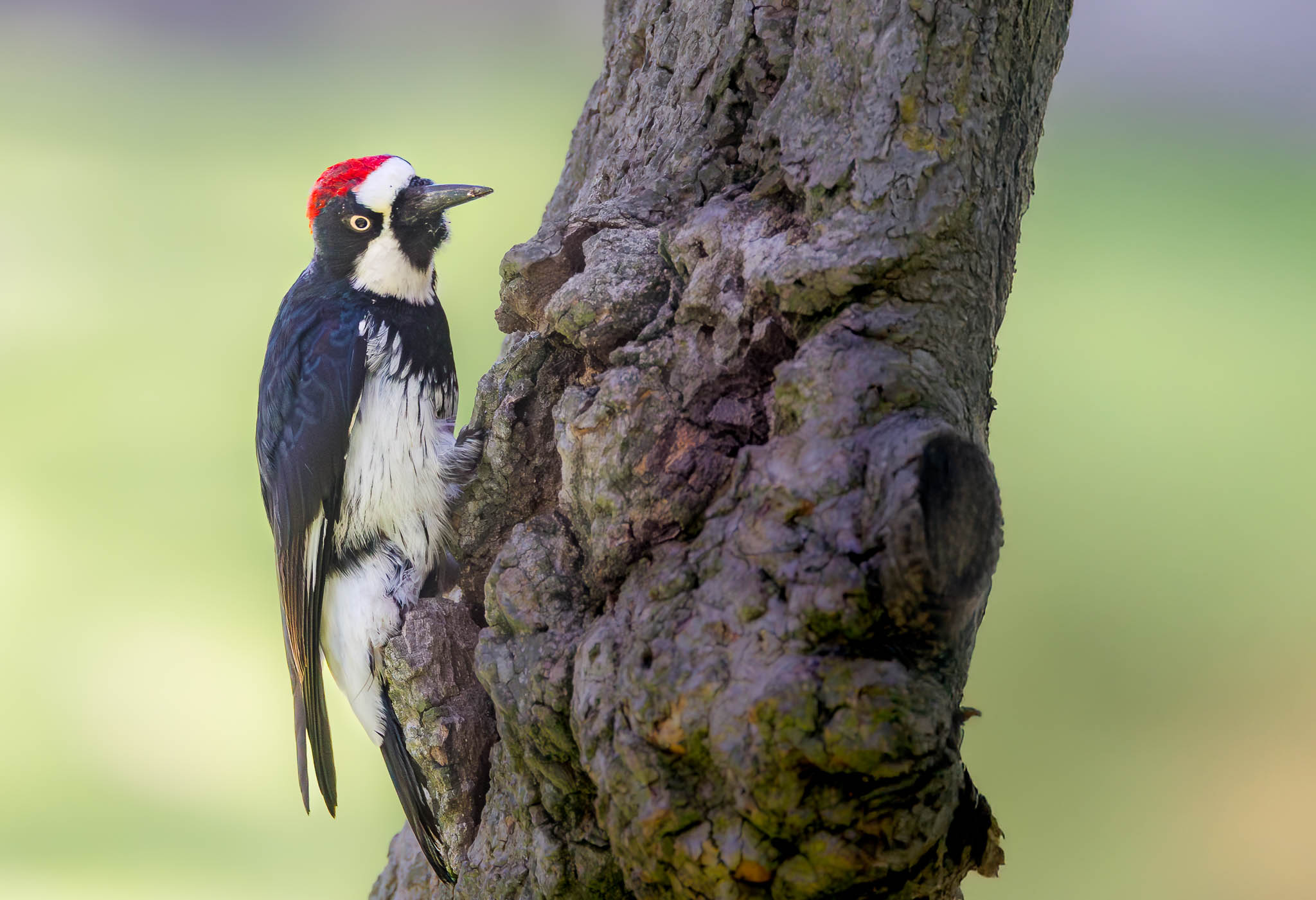 Acorn Woodpecker
