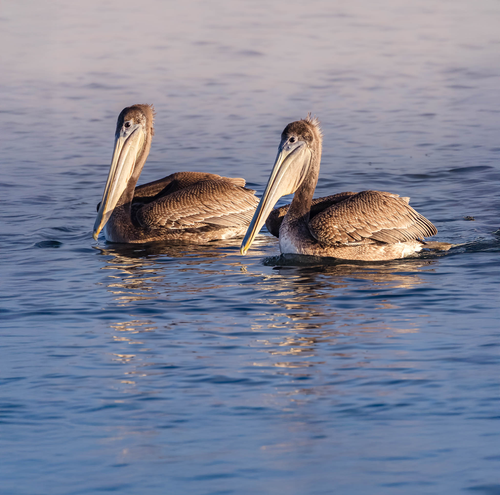 Brown Pelican