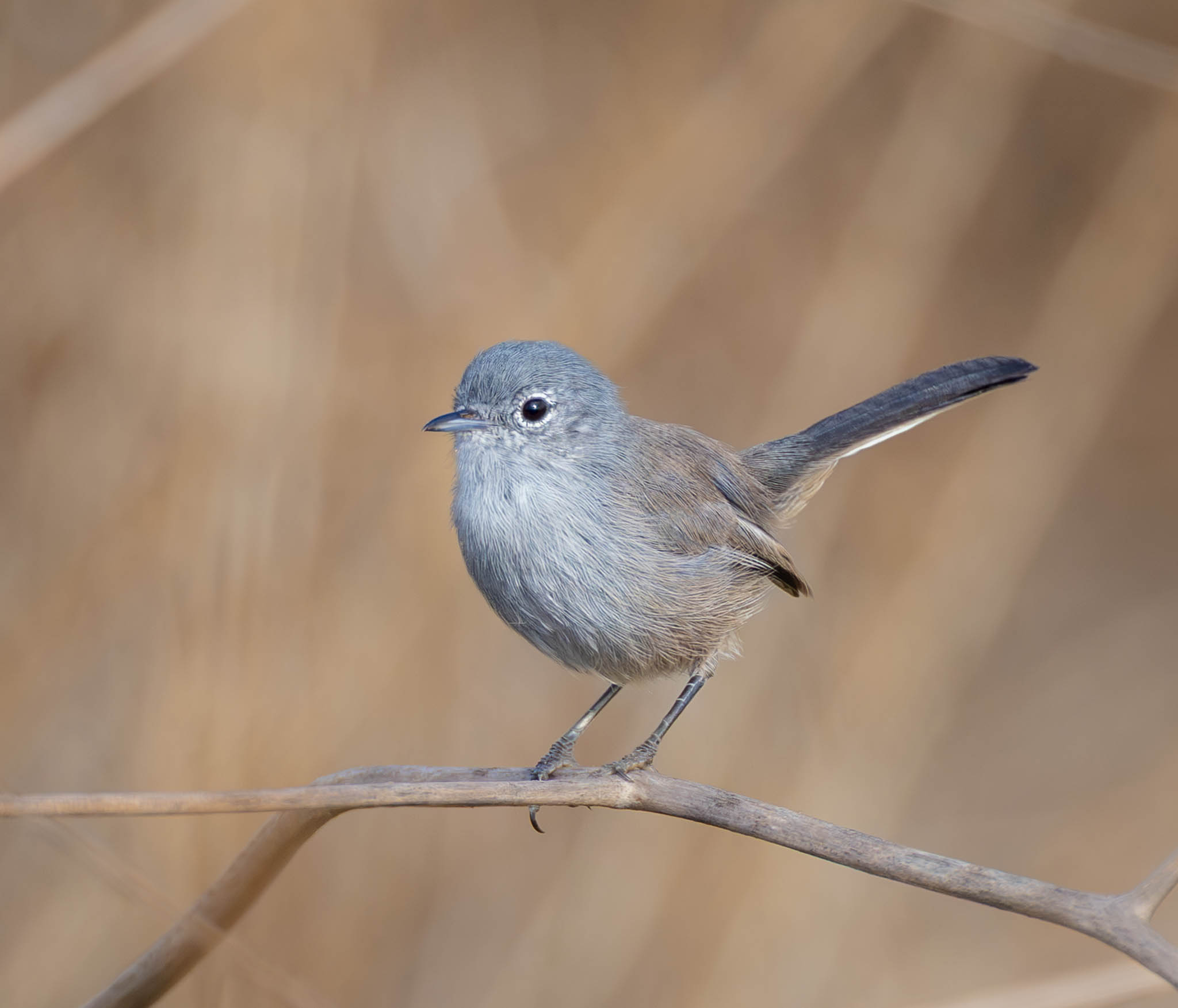 California Gnatcatcher