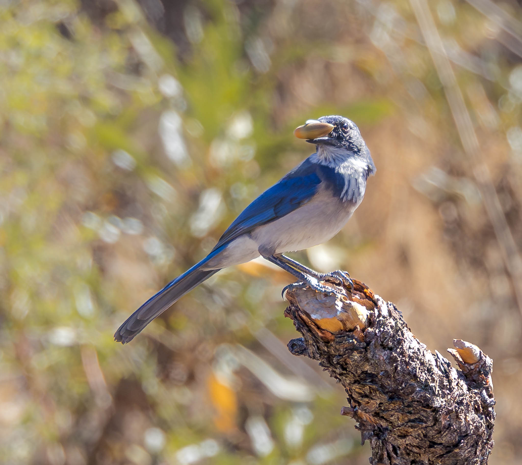 California Scrub Jay