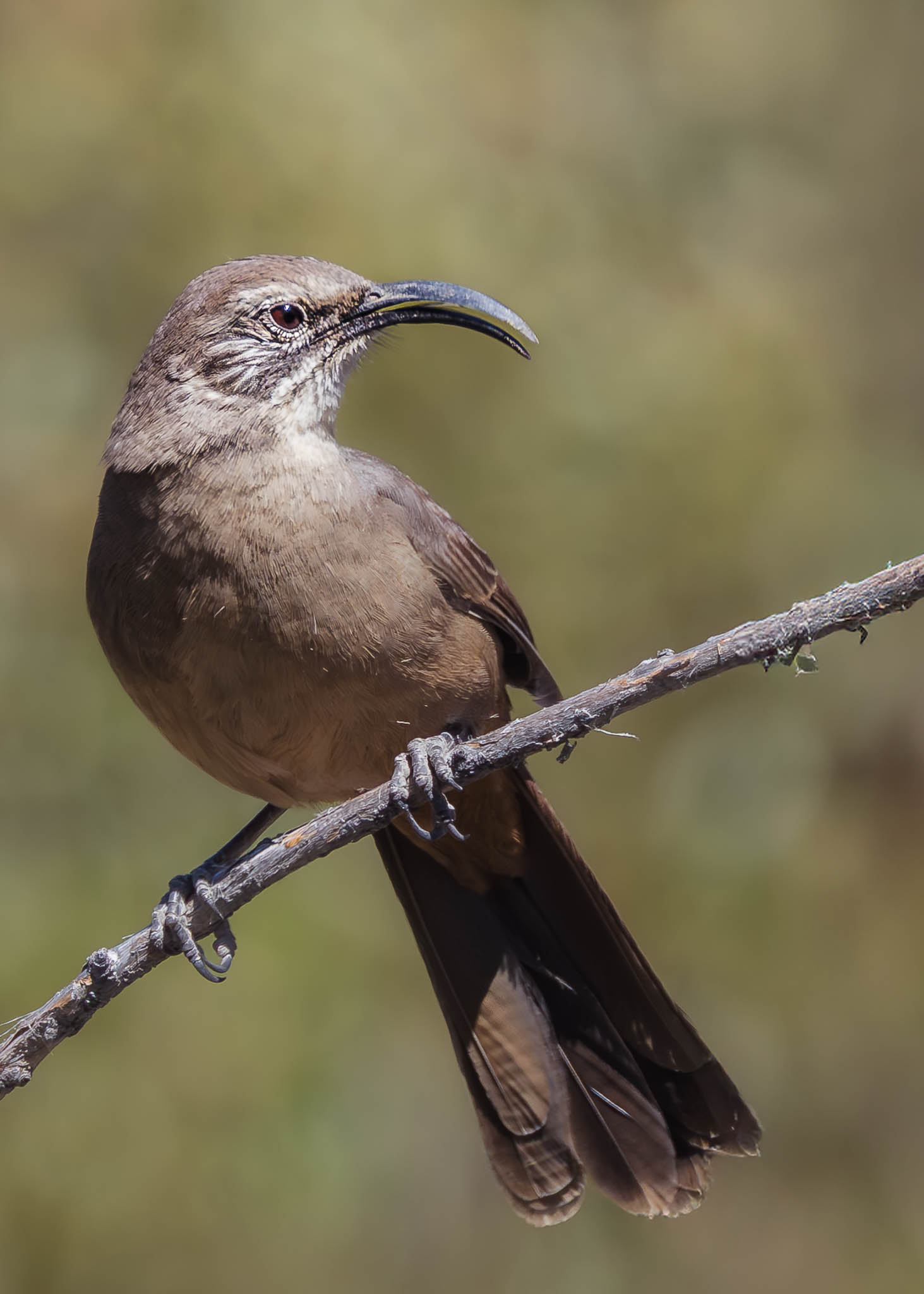 California Thrasher