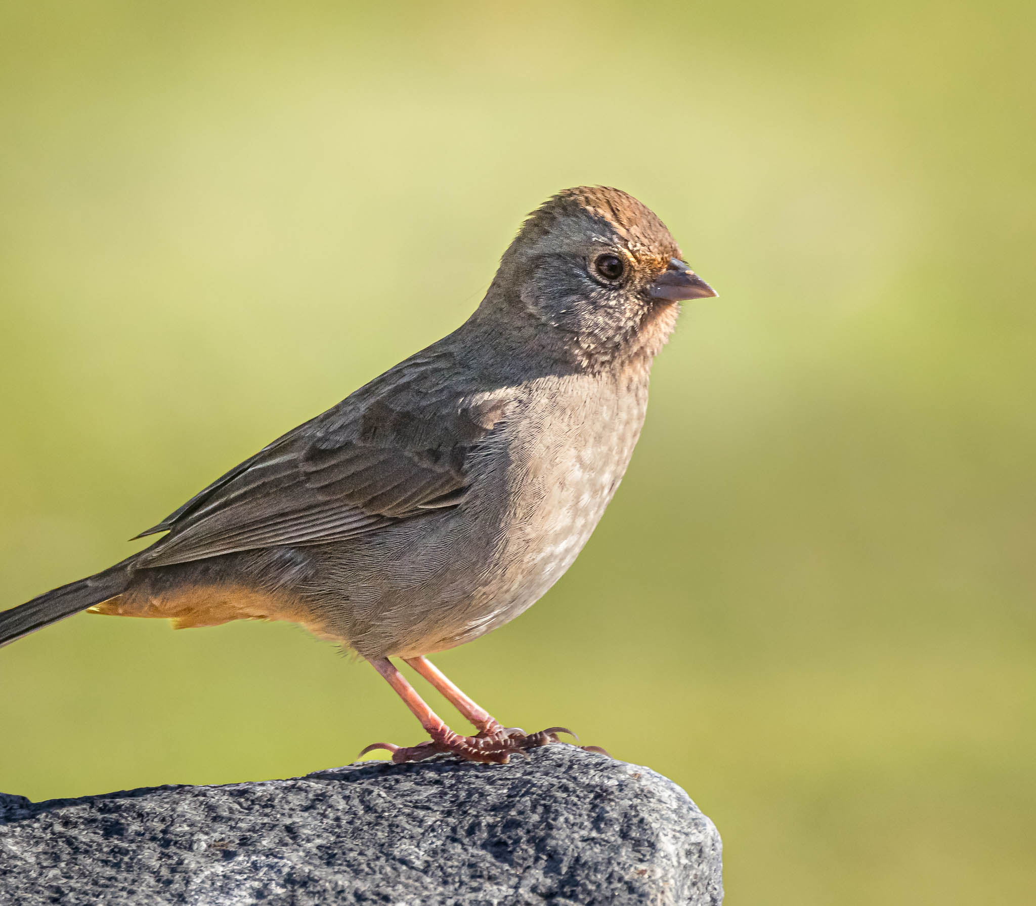 California Towhee