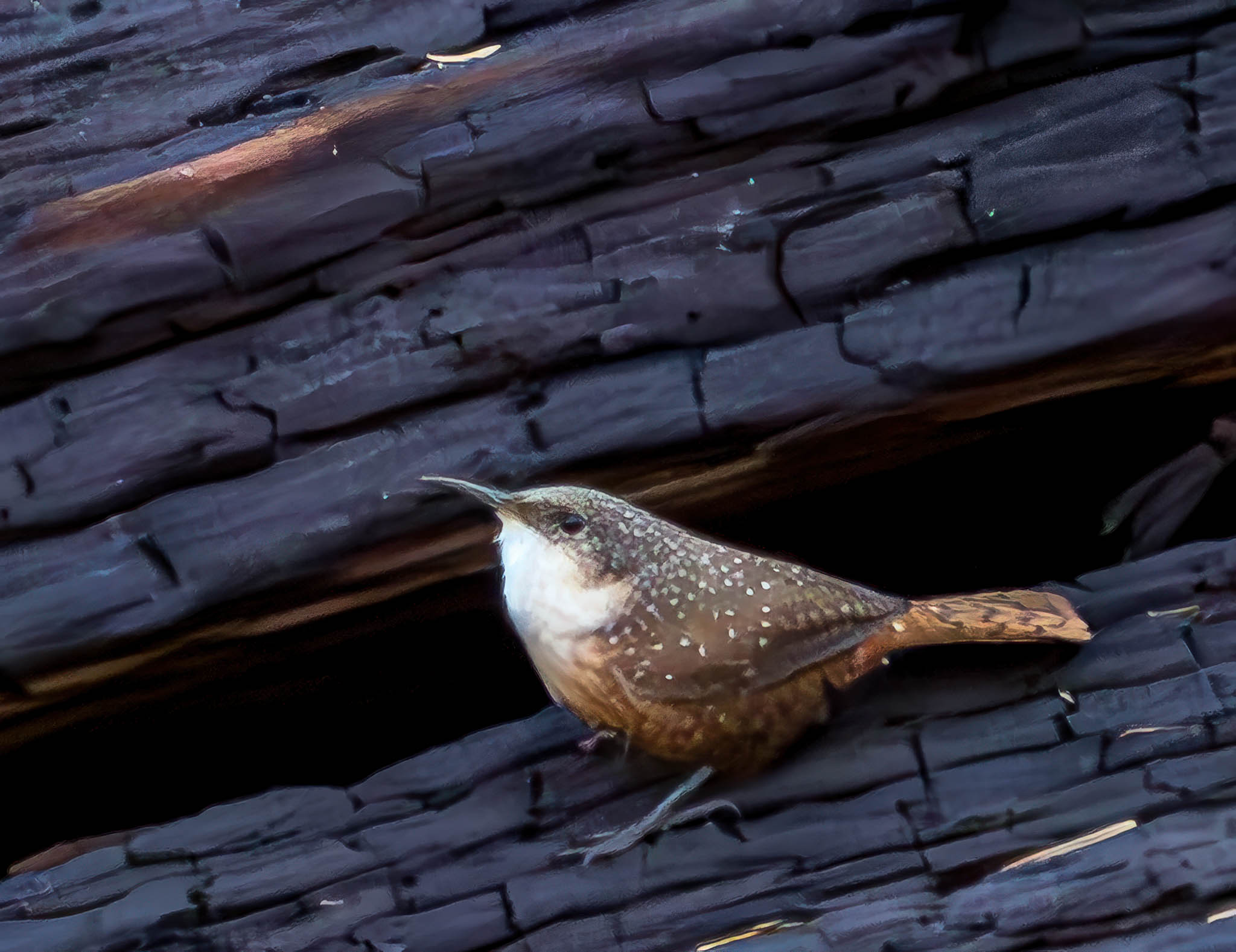 Canyon Wren