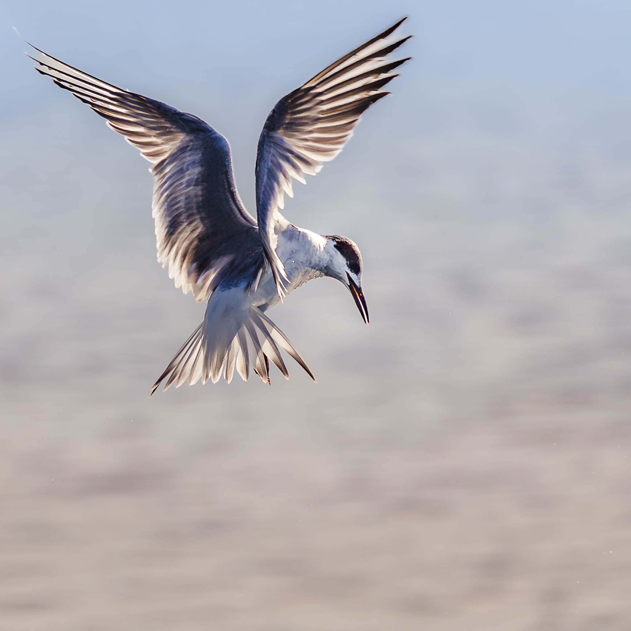 Forster's Tern