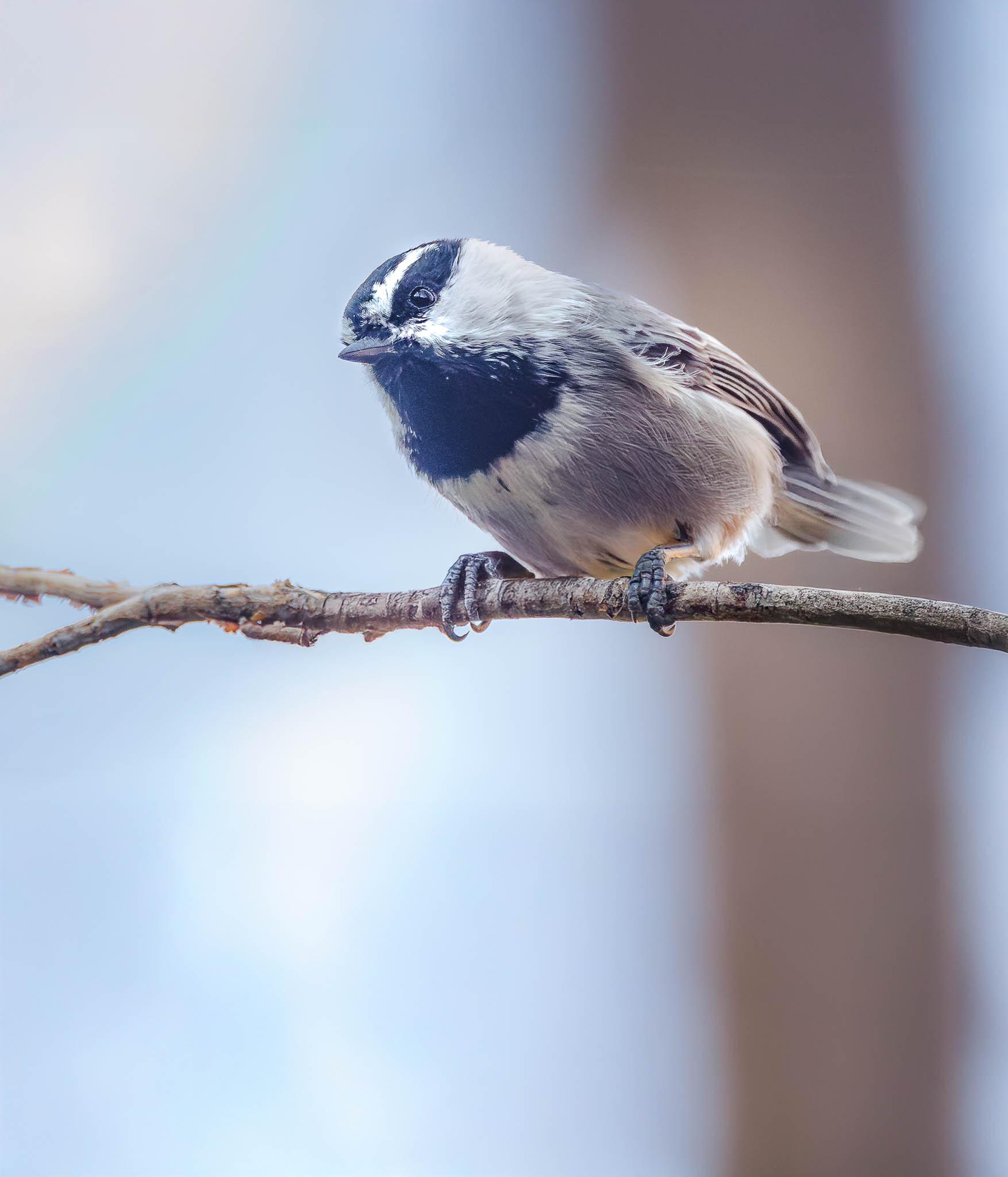 Mountain Chickadee