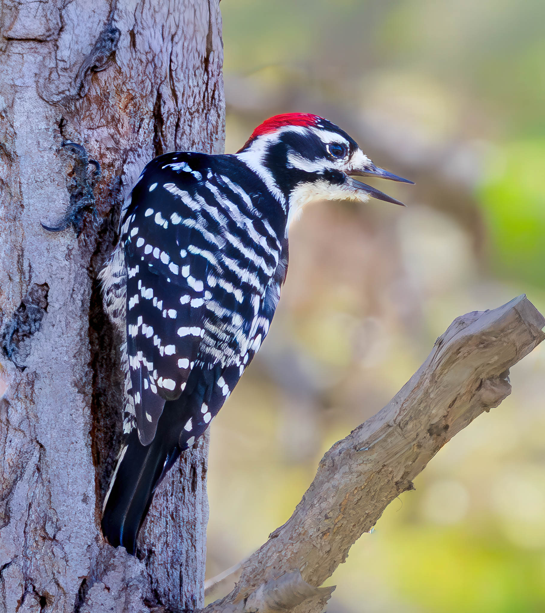 Nuttail's Woodpecker