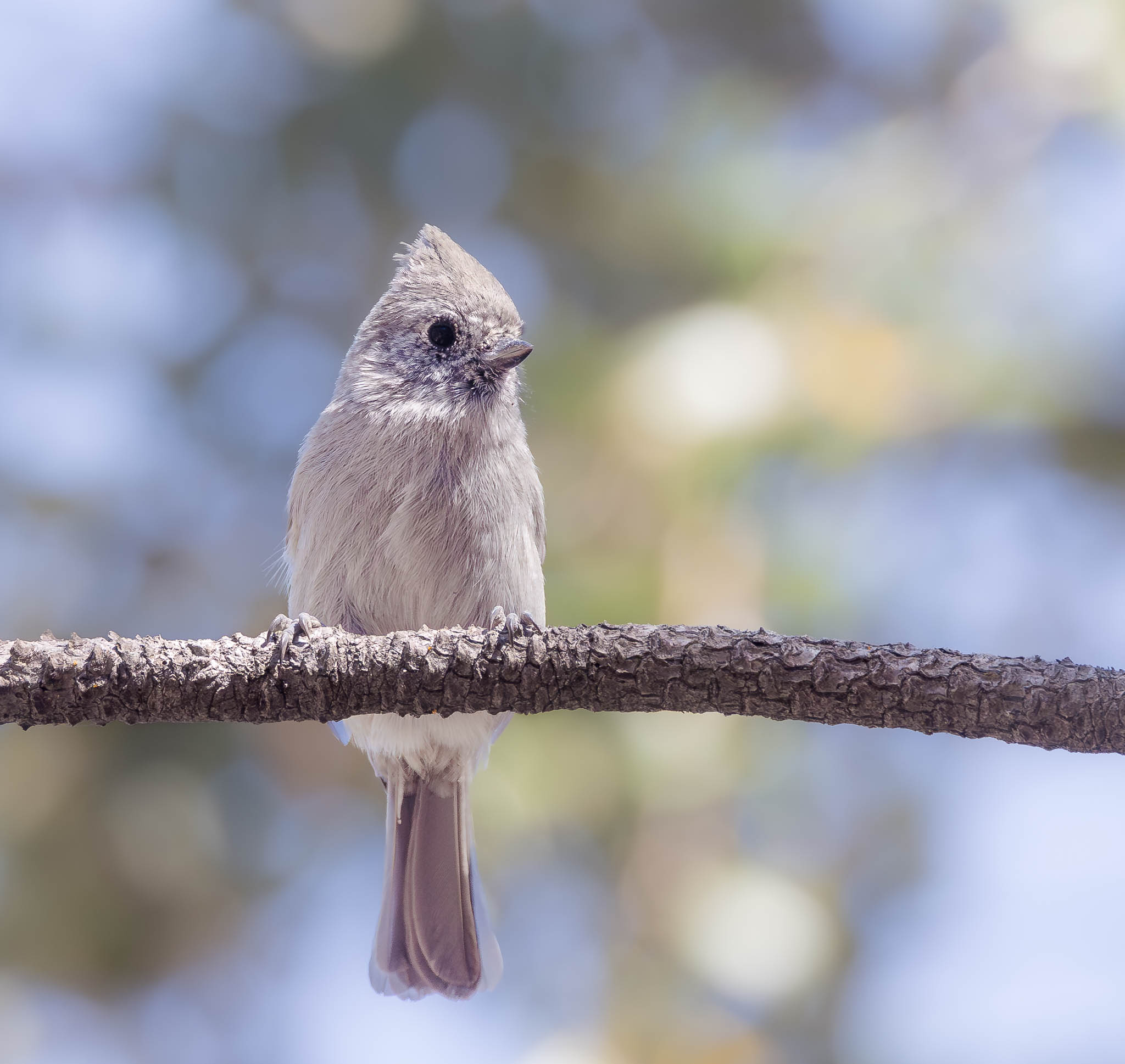 Oak Titmouse