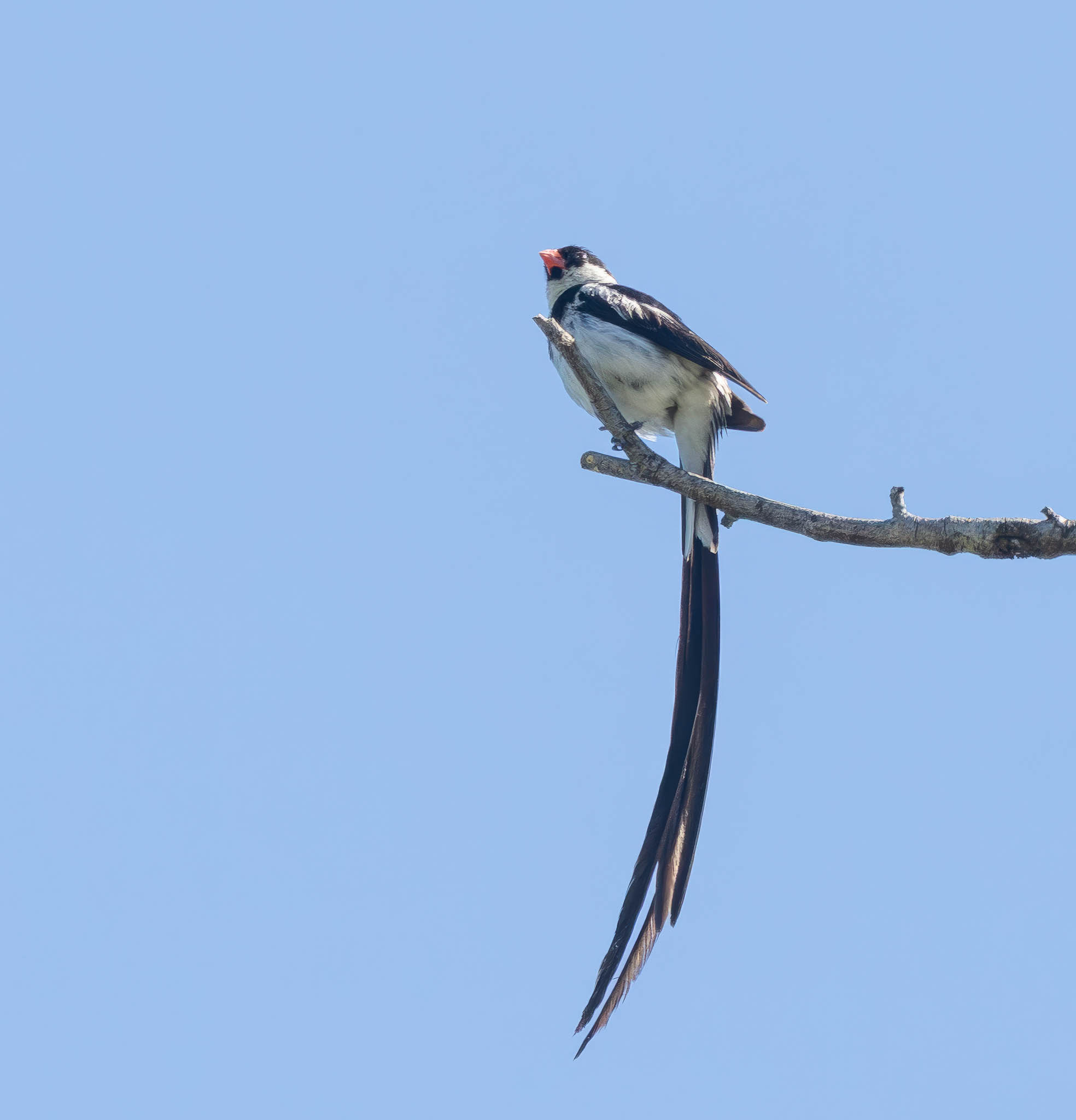 Pin Tailed Whyad