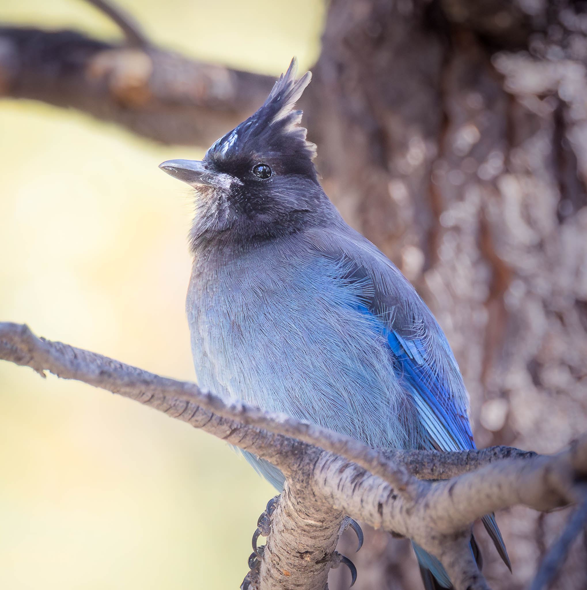 Steller's Jay