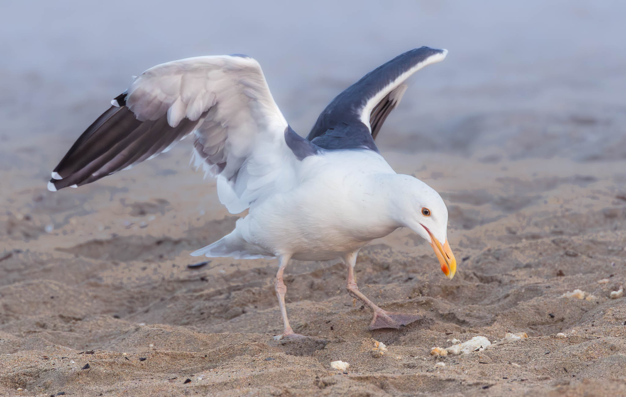 Western Gull