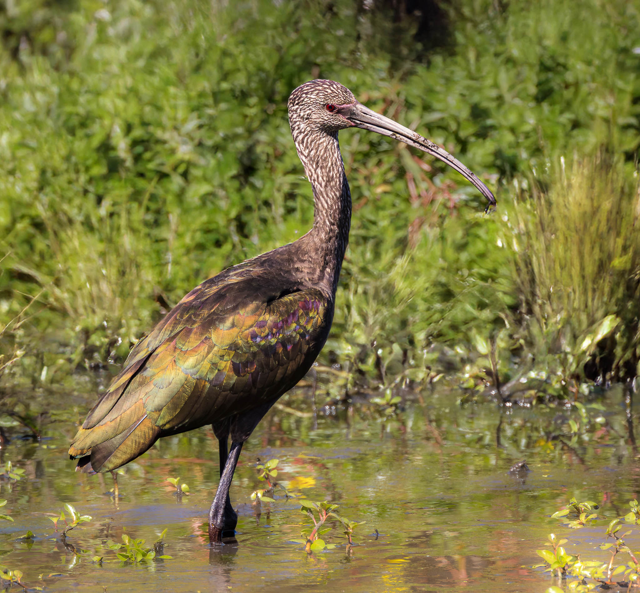 White Faced Ibis