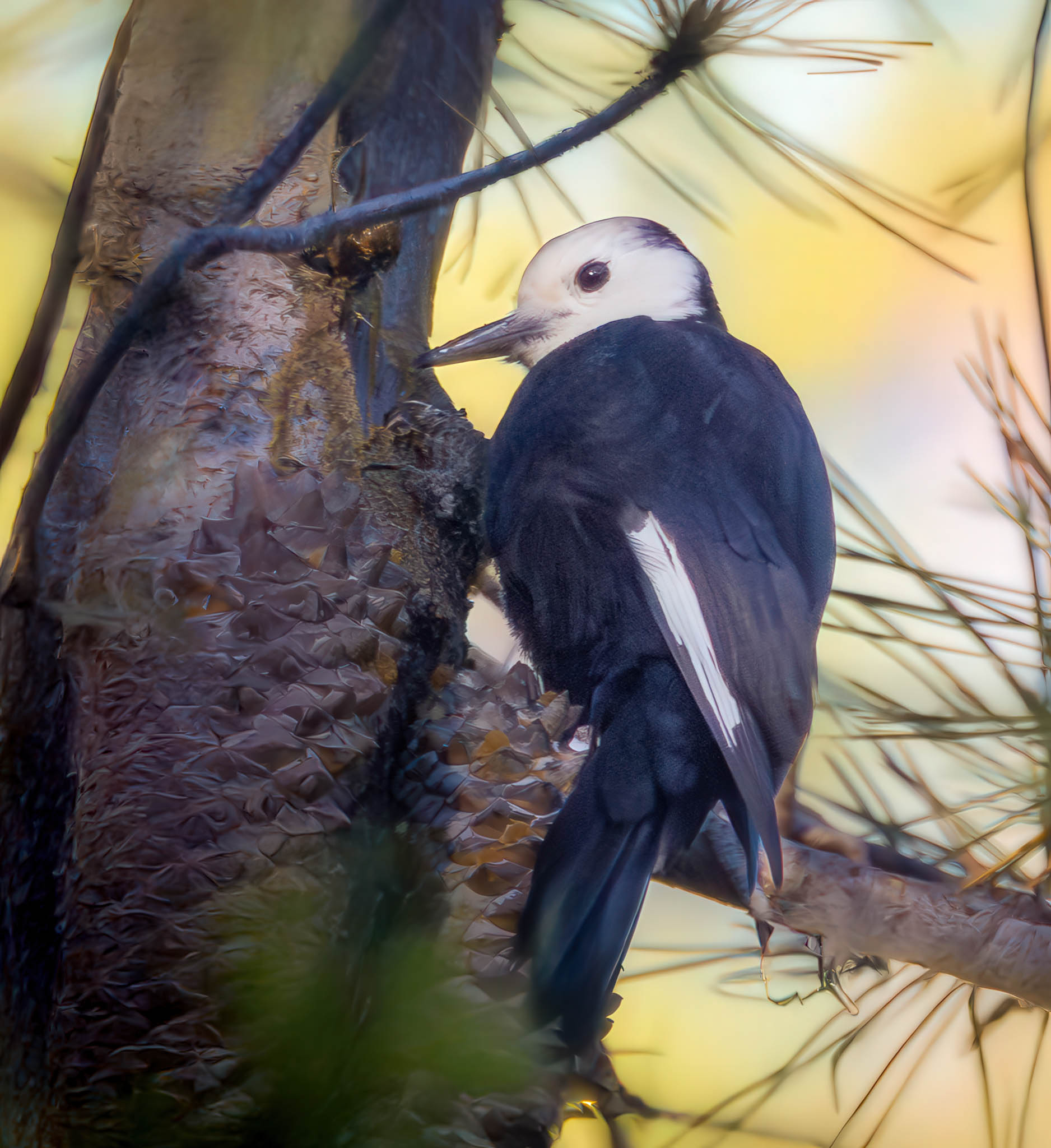 White Headed Woodpecker