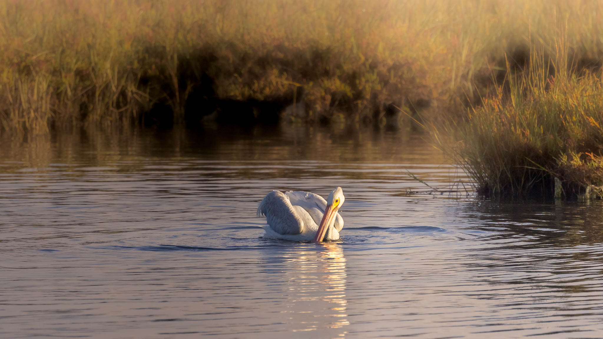 White Pelican